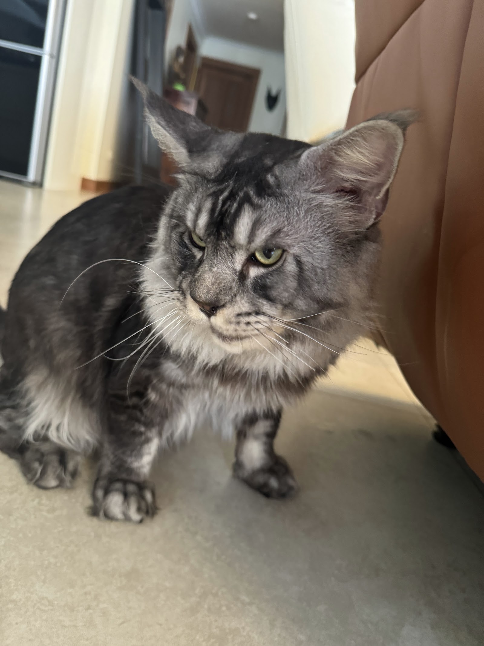 Maine Coon Thailand - QT Coons Bangkok