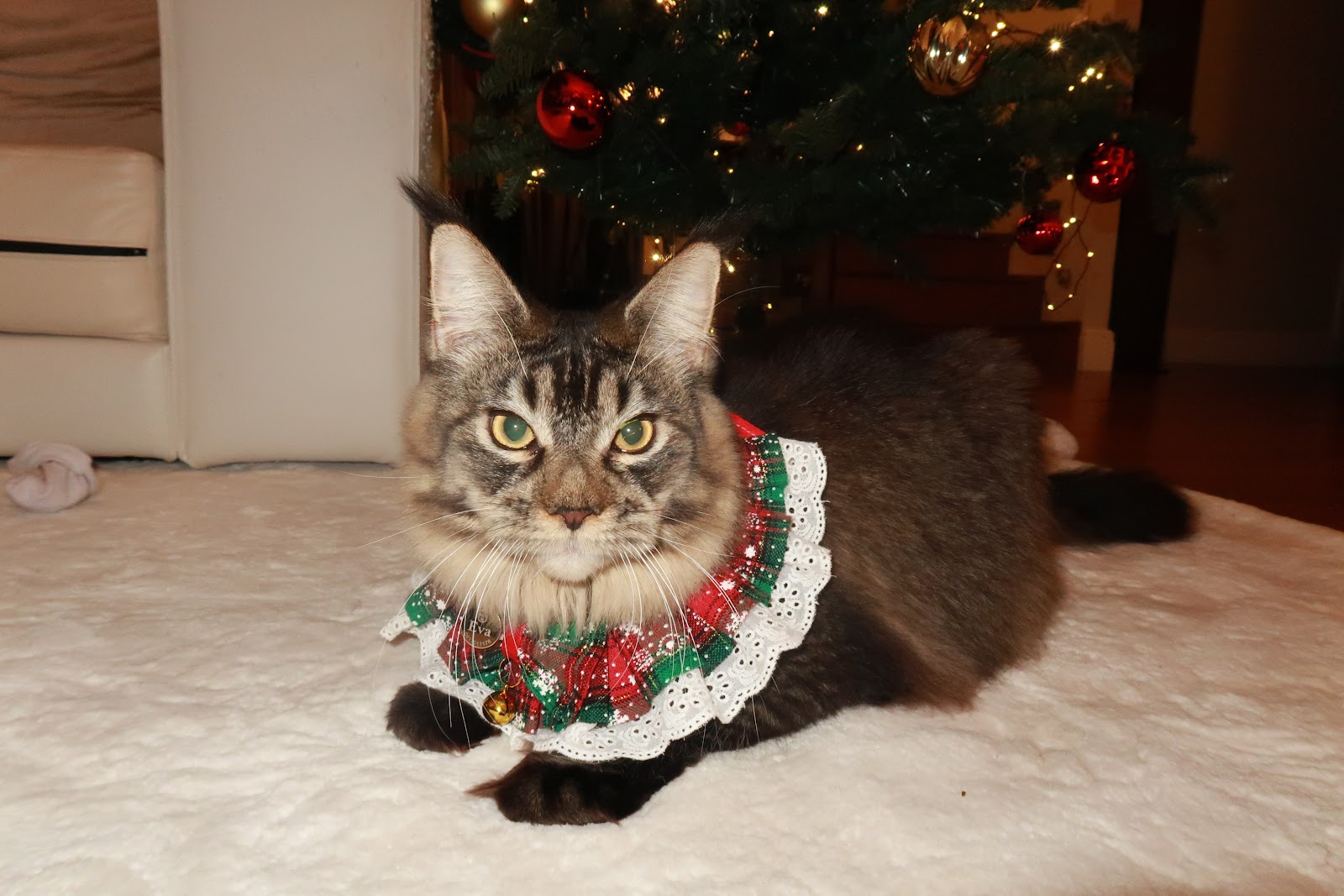 Maine Coon Thailand - QT Coons Bangkok