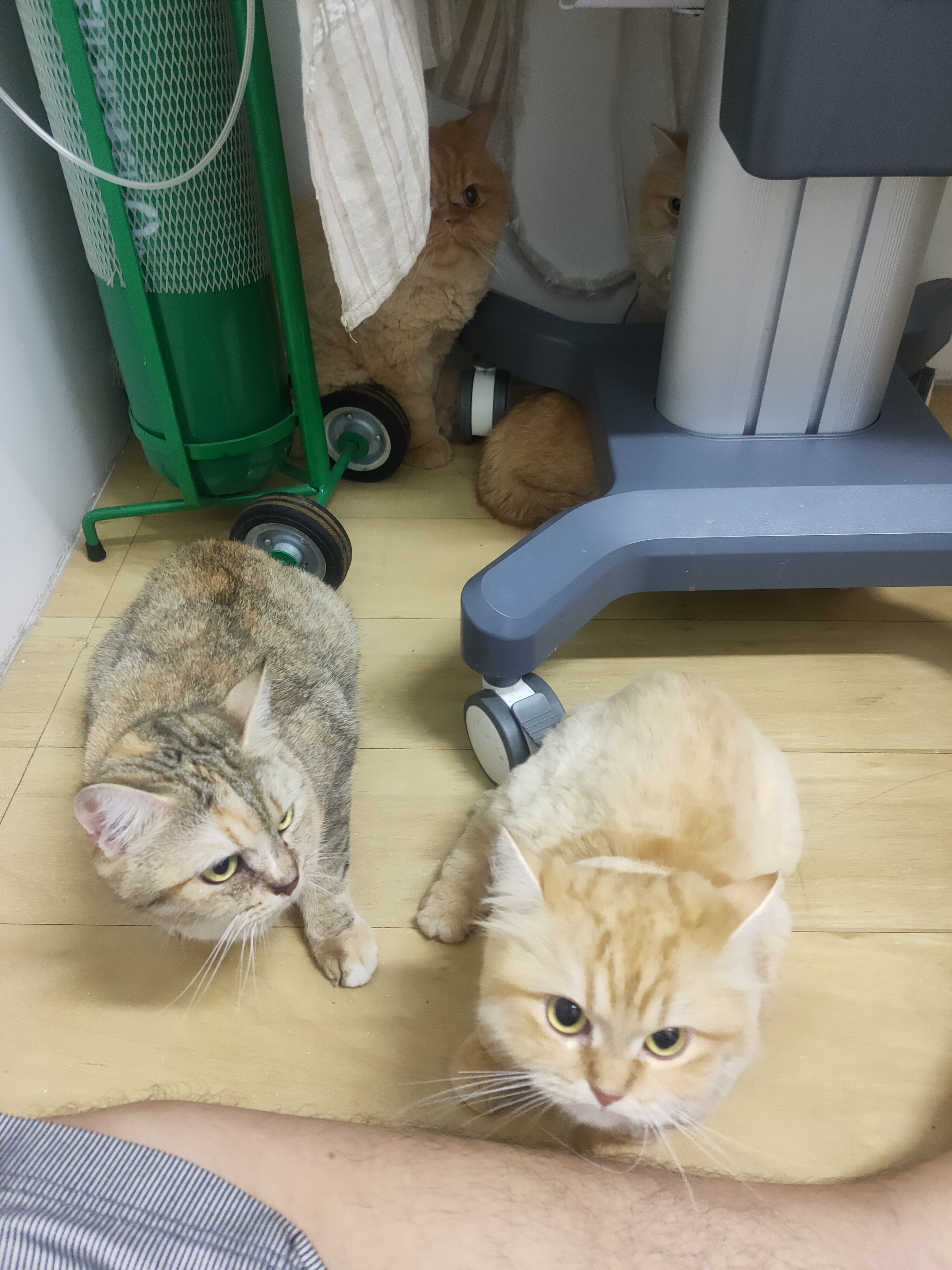 Metita Vet Clinic