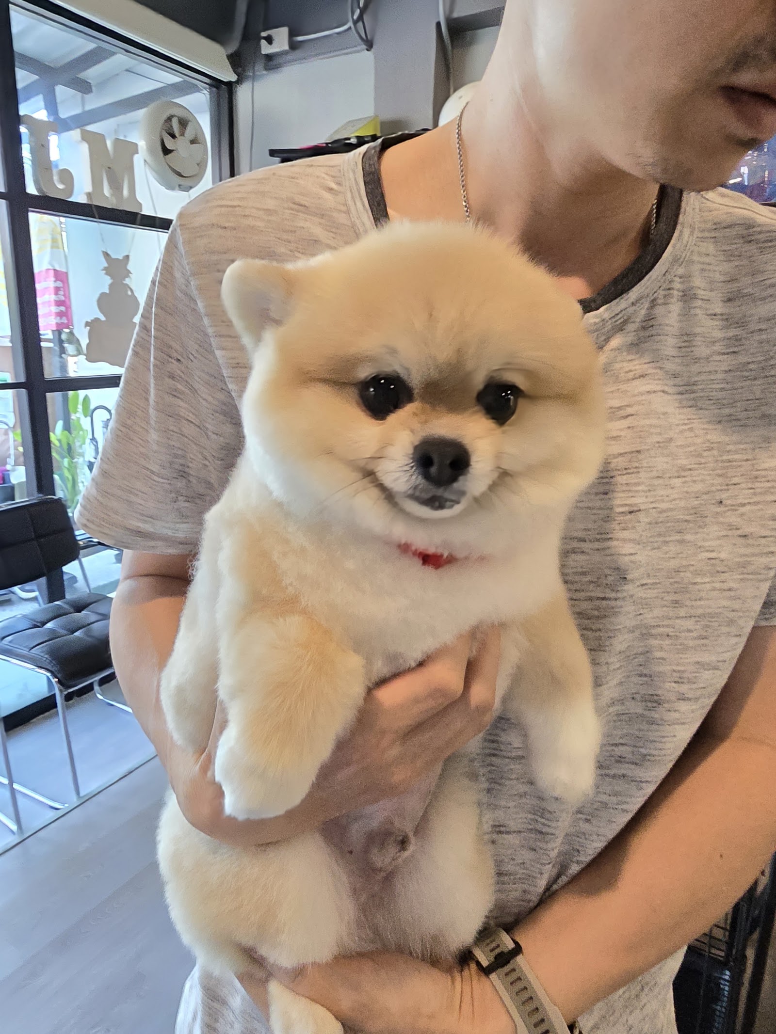 MJ Dog