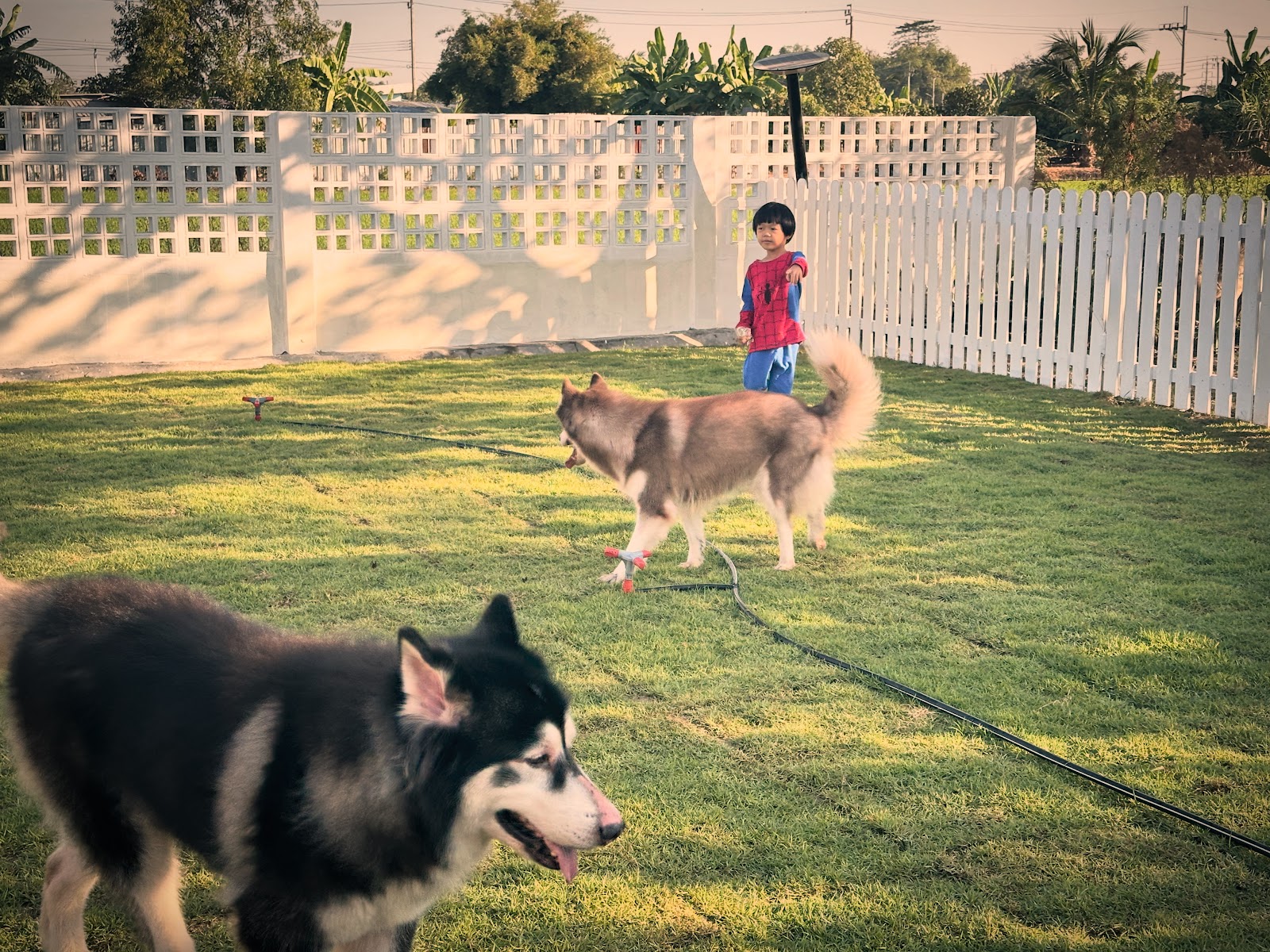 MJ Dog