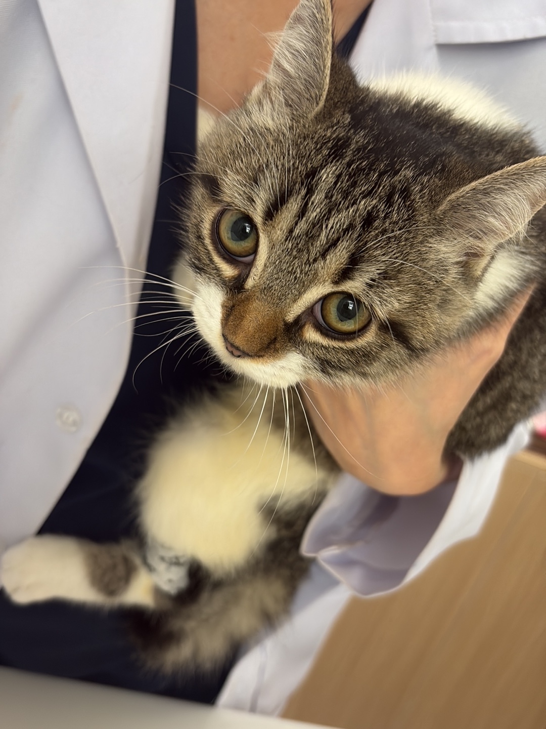 Moya Pet Care) 5