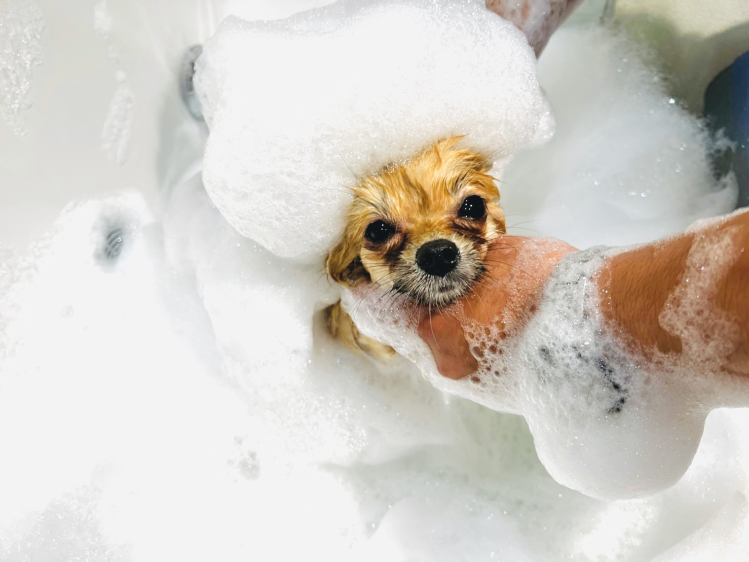 NELLY PET GROOMING & SPA (MarketPlace Wongsawang)