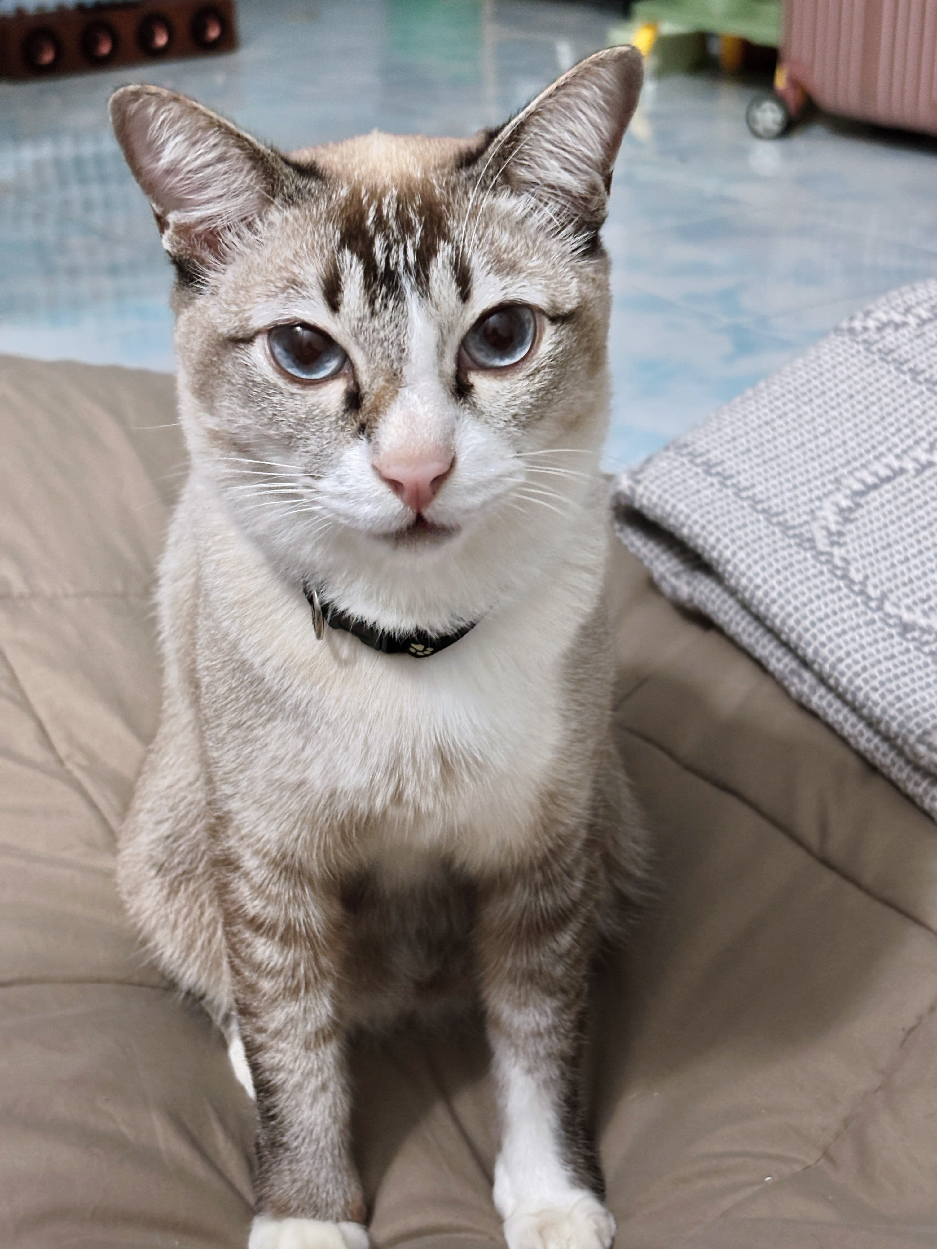 NP Veterinary Hospital
