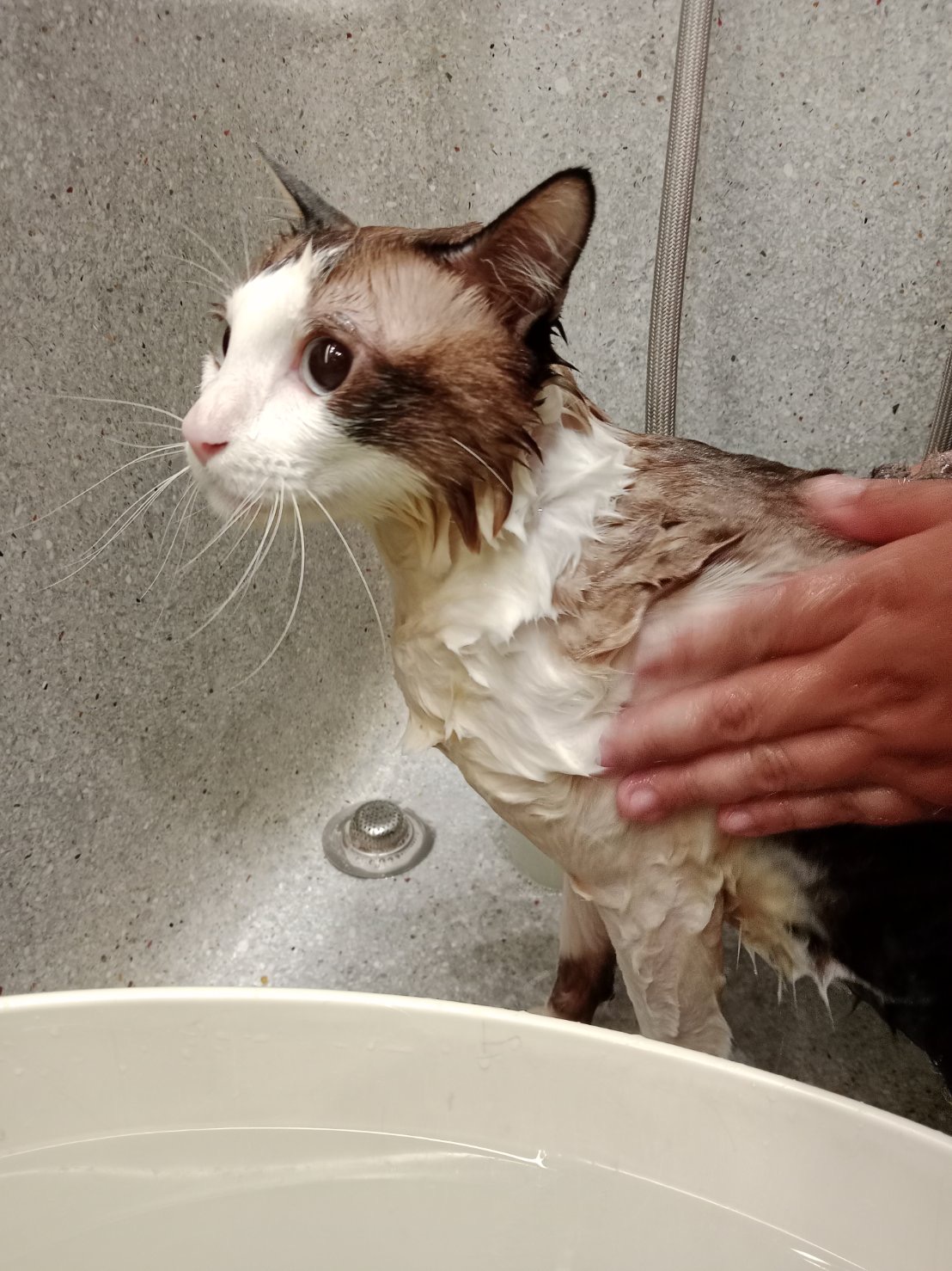 Ofu Pet Spa