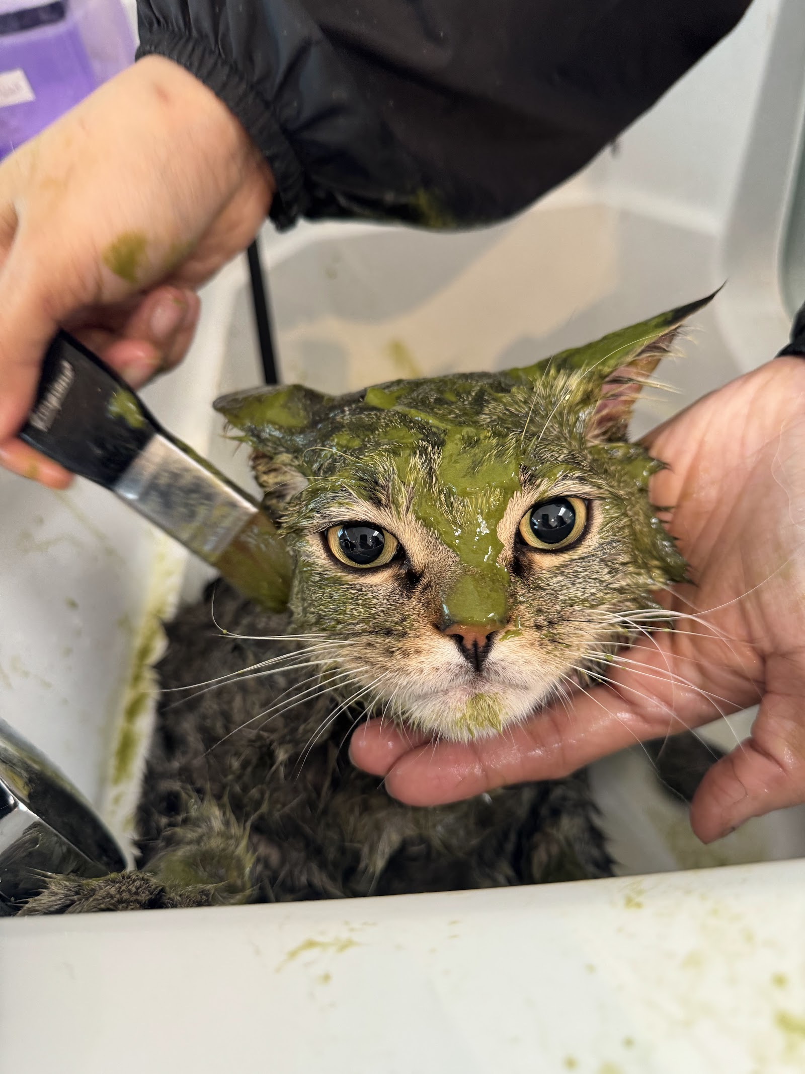 Oxygen Pet Grooming 36