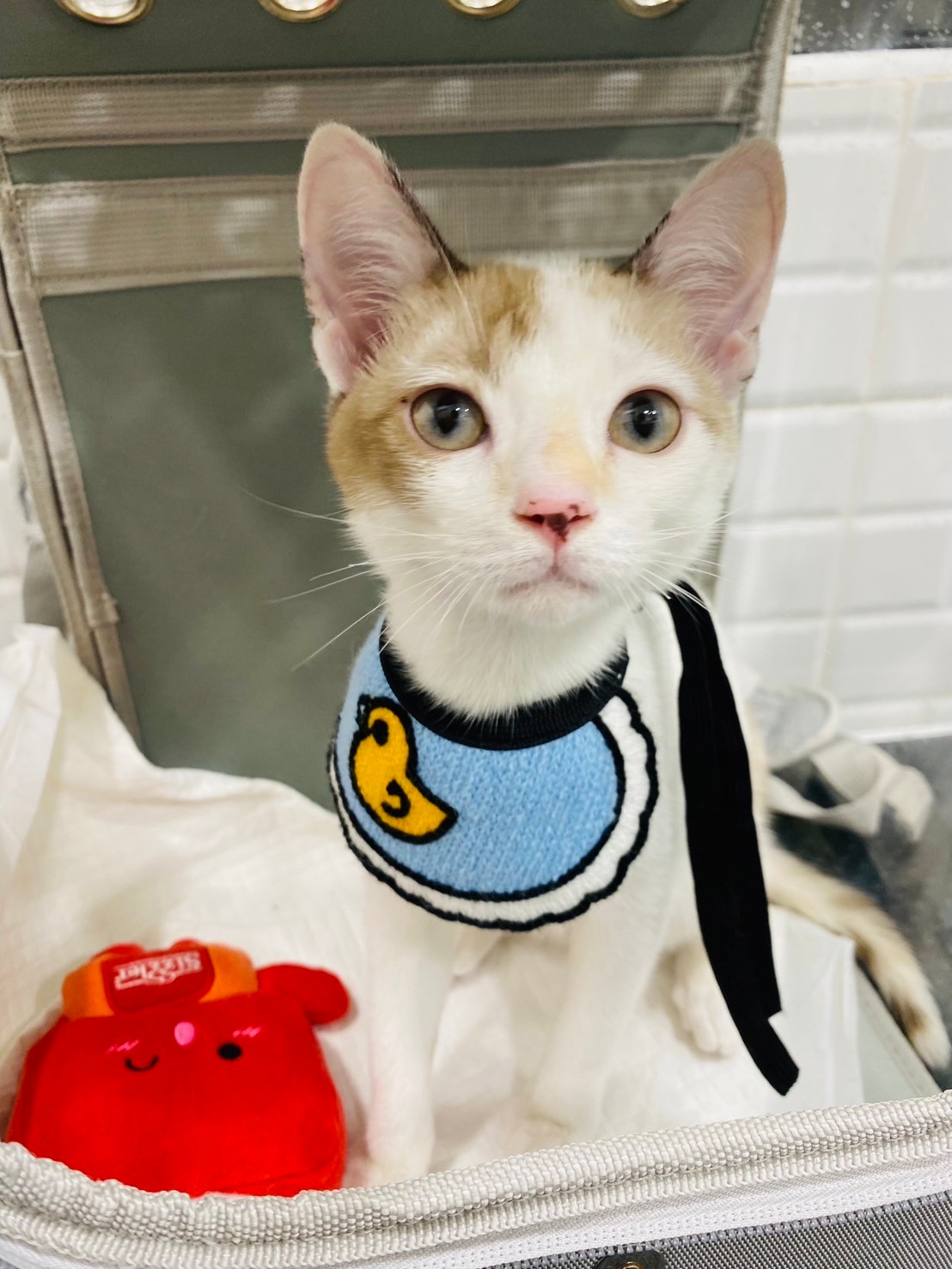 Panyaa Pet Clinic