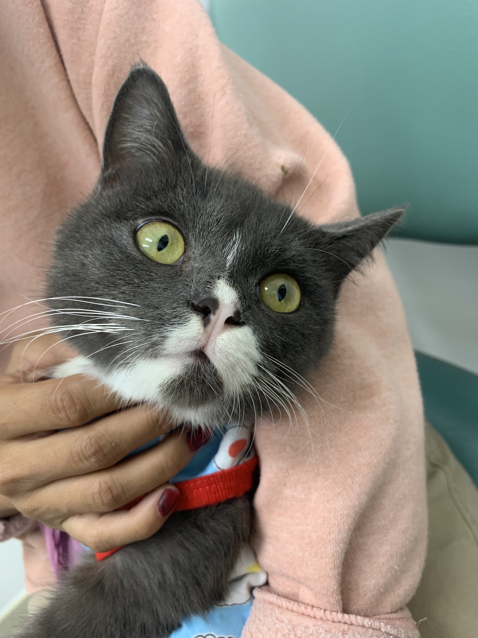 Parichart Suwinthawong Animal Hospital