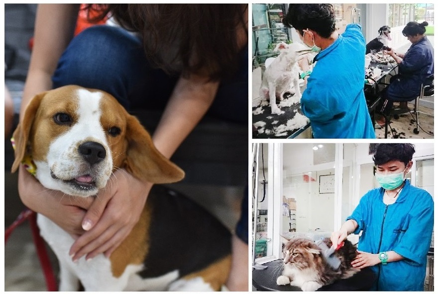 PAWFESSIONALS Grooming Spa & Pet shop