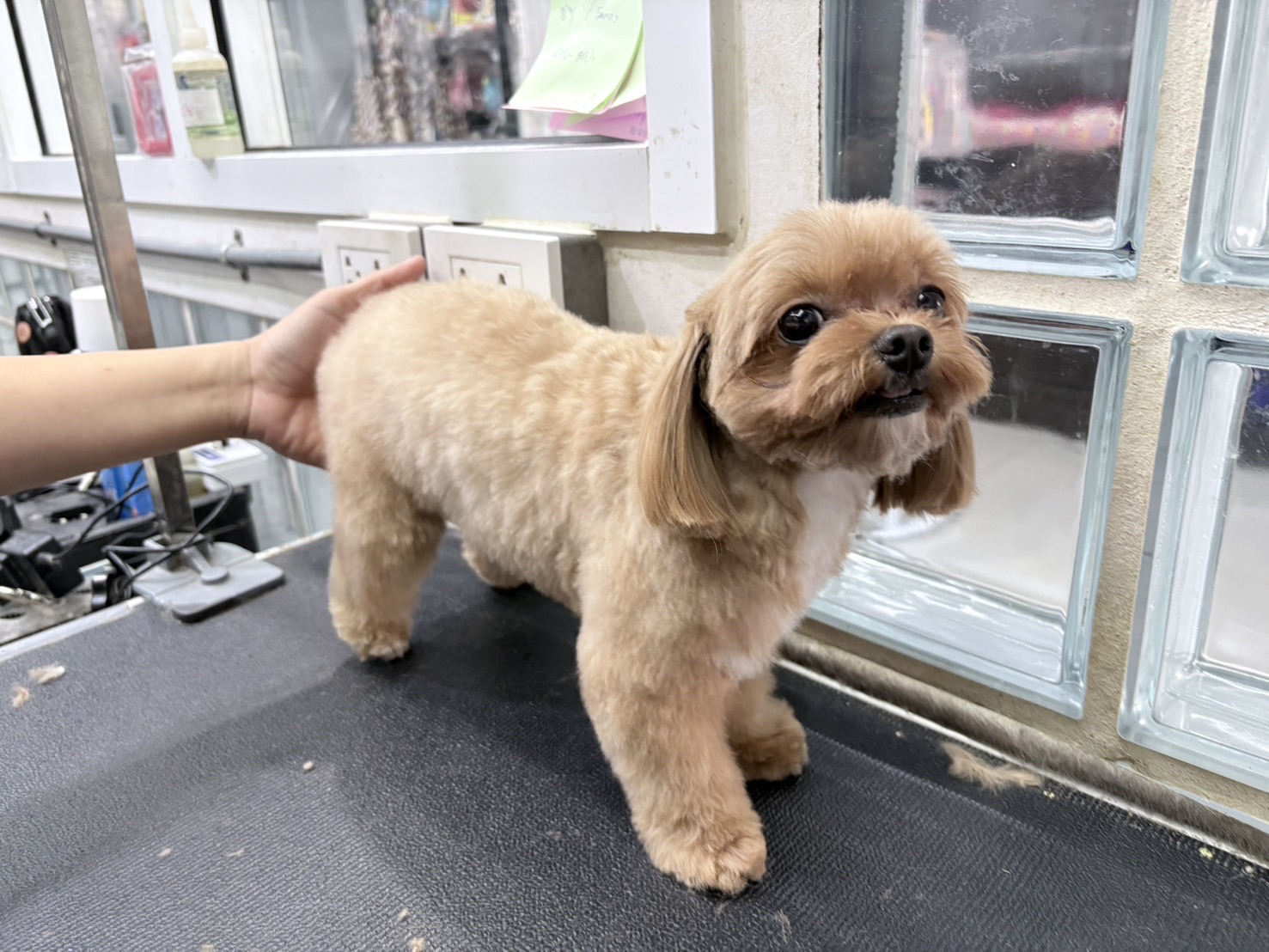 PAWFESSIONALS Grooming Spa & Pet shop