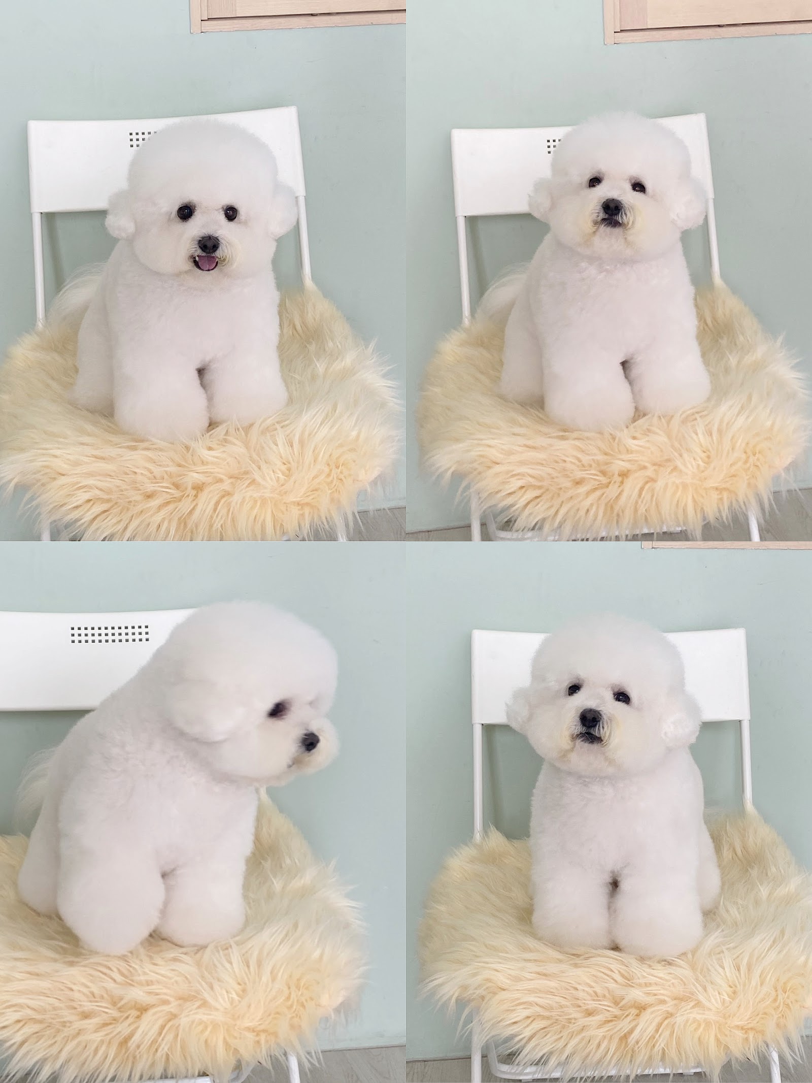 Pawmehome grooming services & dog day care & dog training center & boarding dog hotel