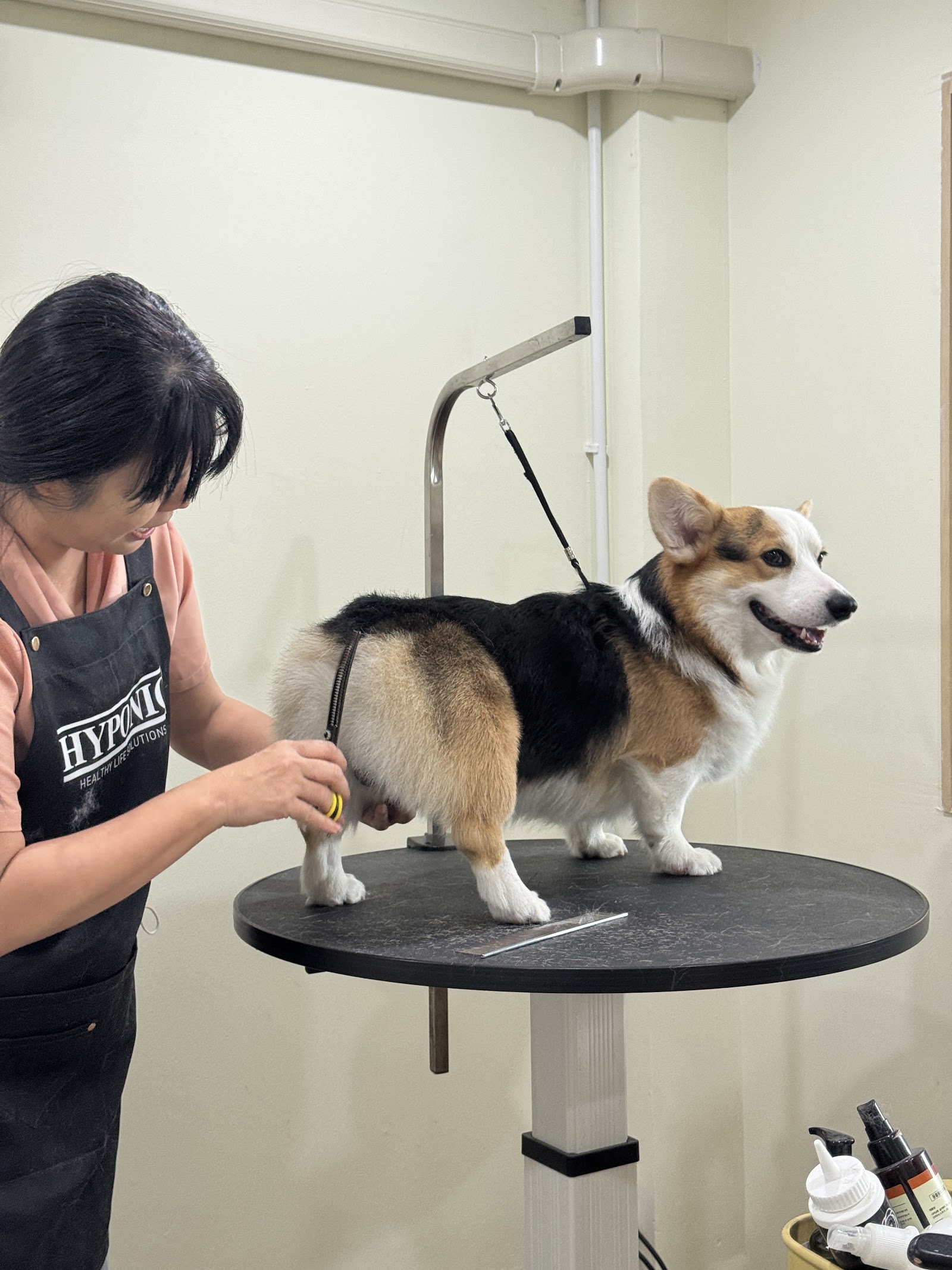 Pawmehome grooming services & dog day care & dog training center & boarding dog hotel