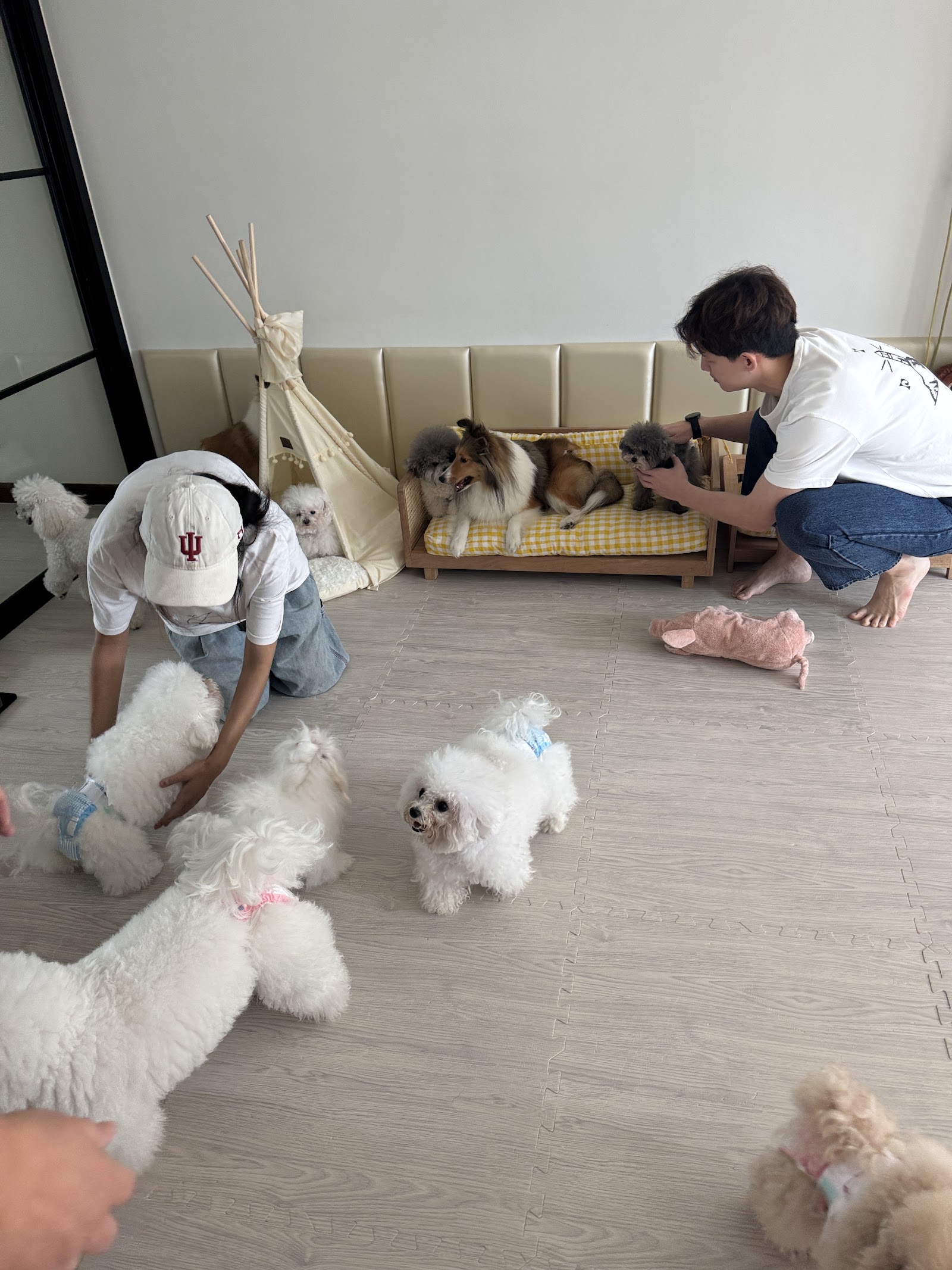 Pawmehome grooming services & dog day care & dog training center & boarding dog hotel