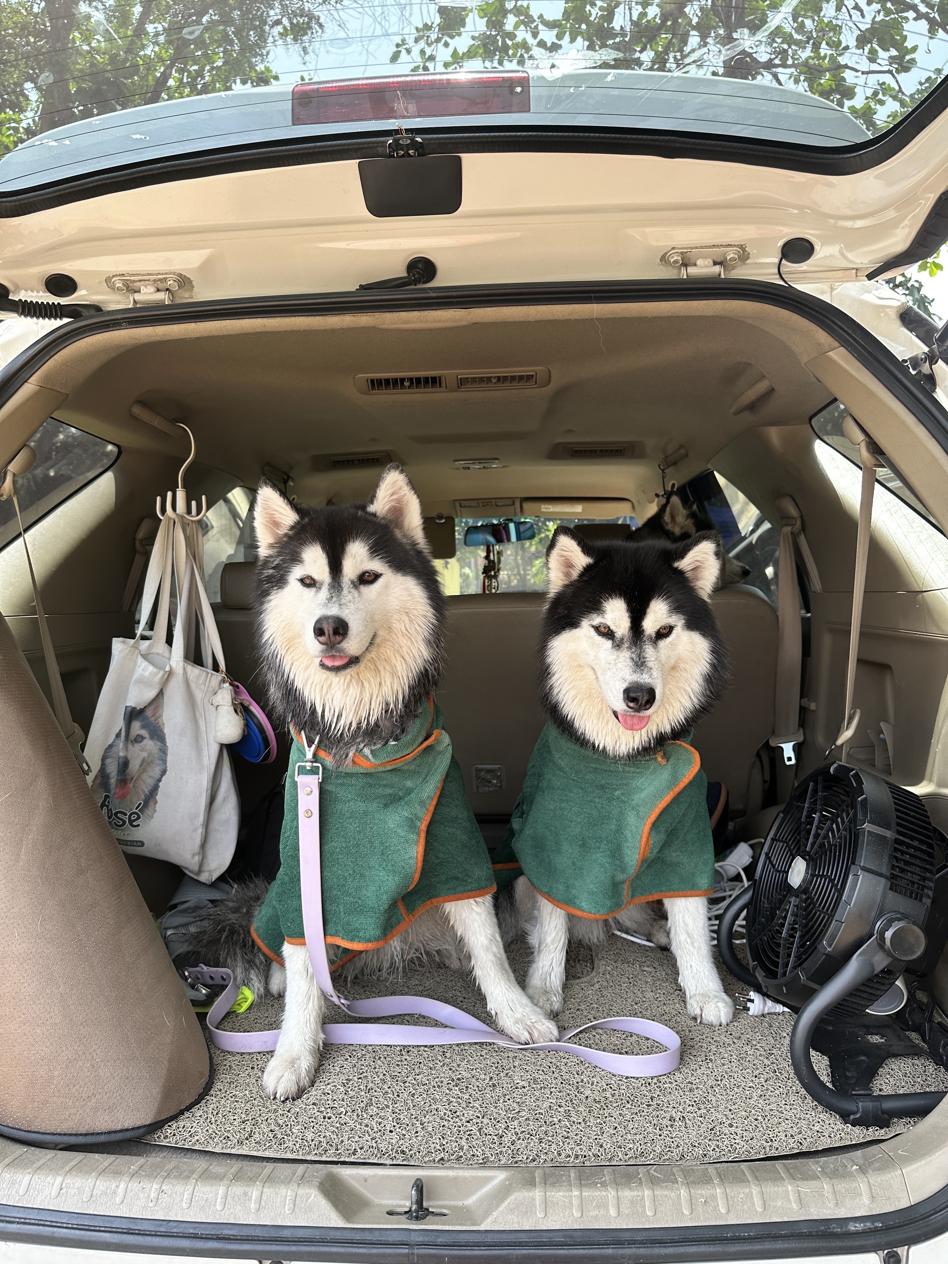 Paws and Pals