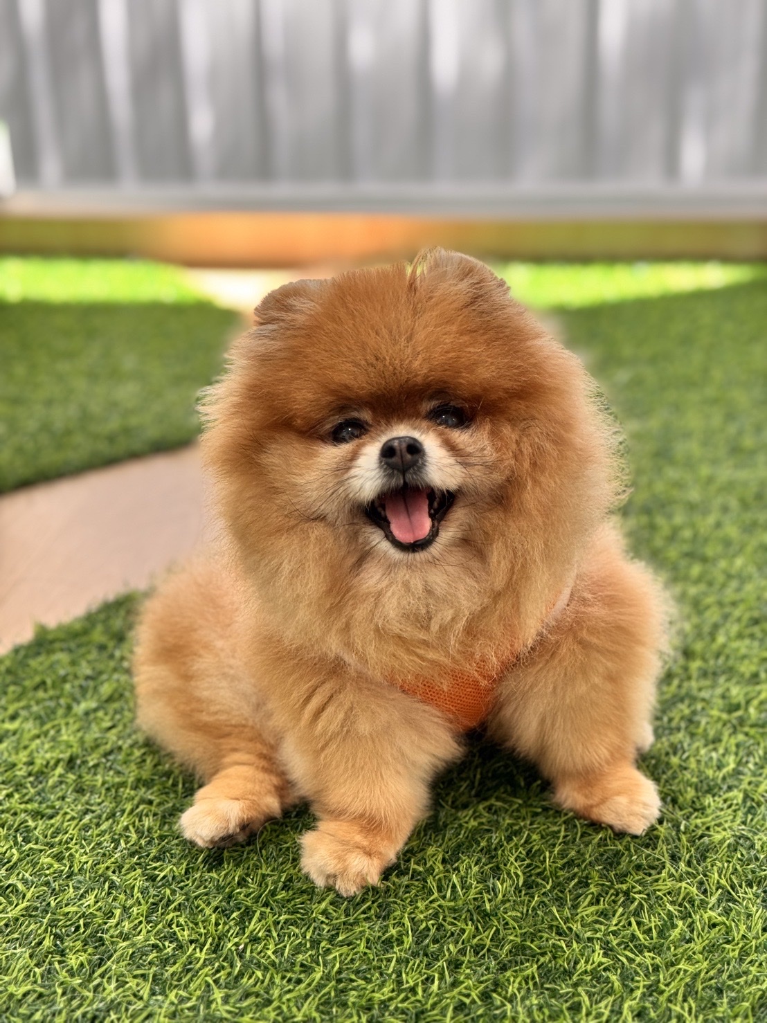 Pawsome Space Bangkok