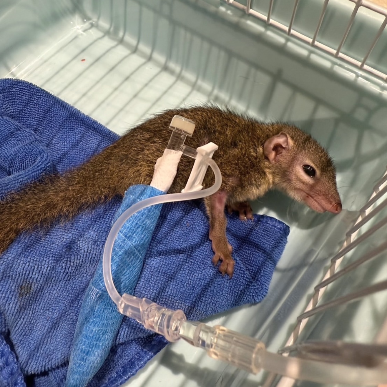 Pawsville Animal Hospital