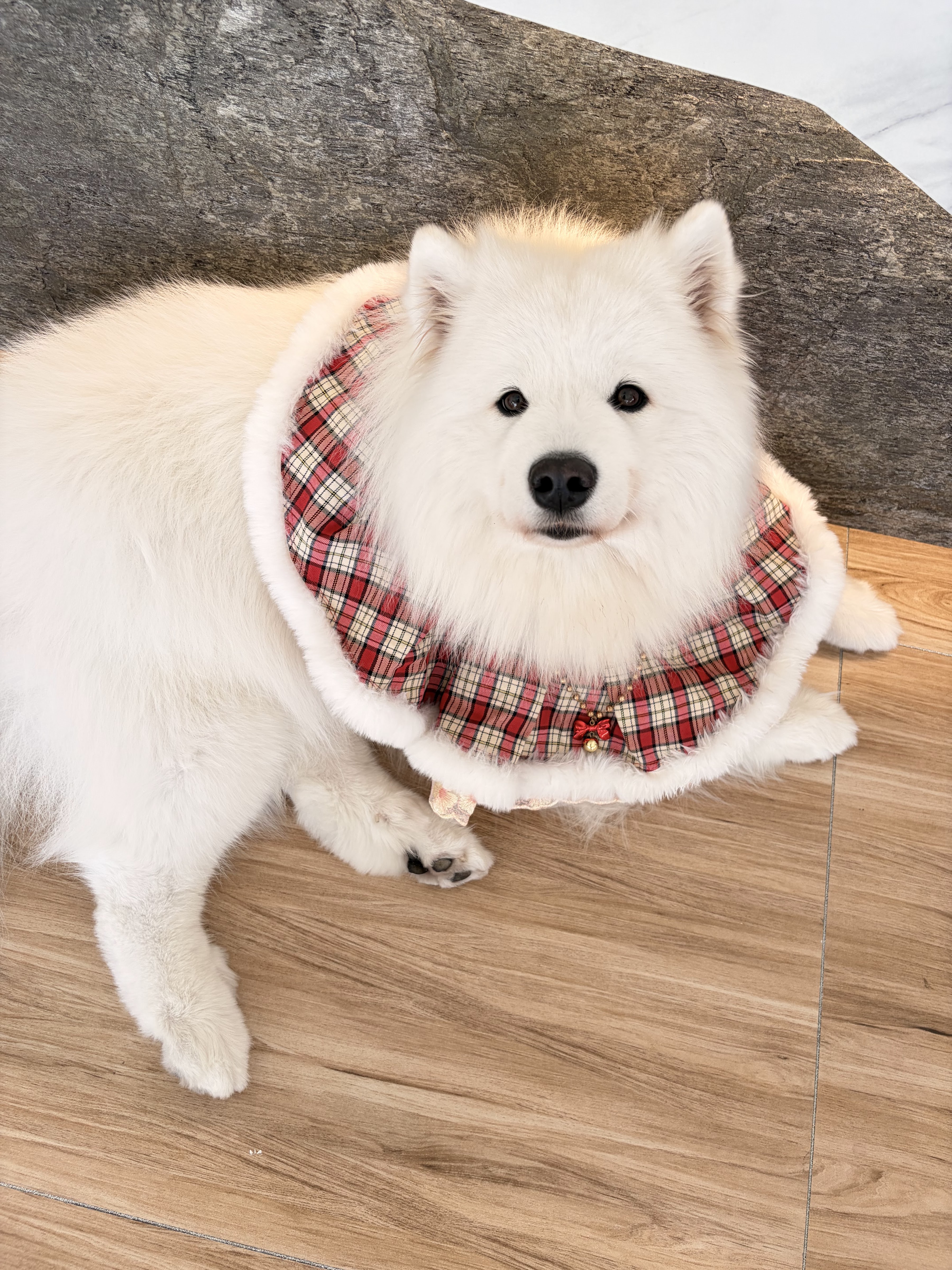 Pawtilde