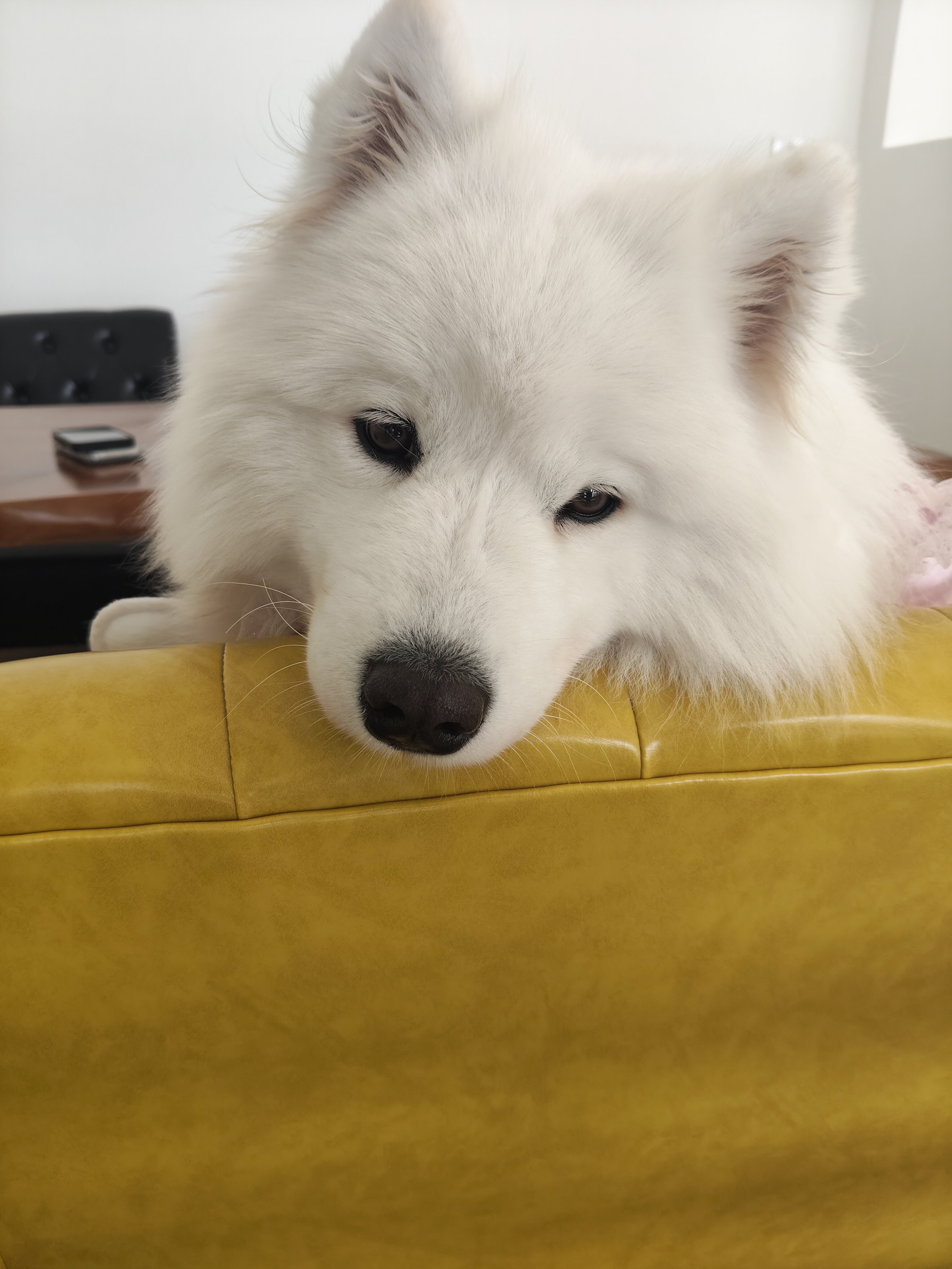 Pawtilde