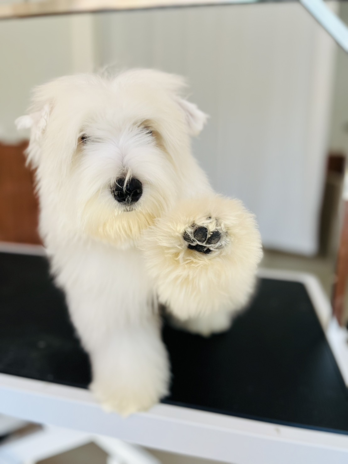 Pawzen Grooming & Spa