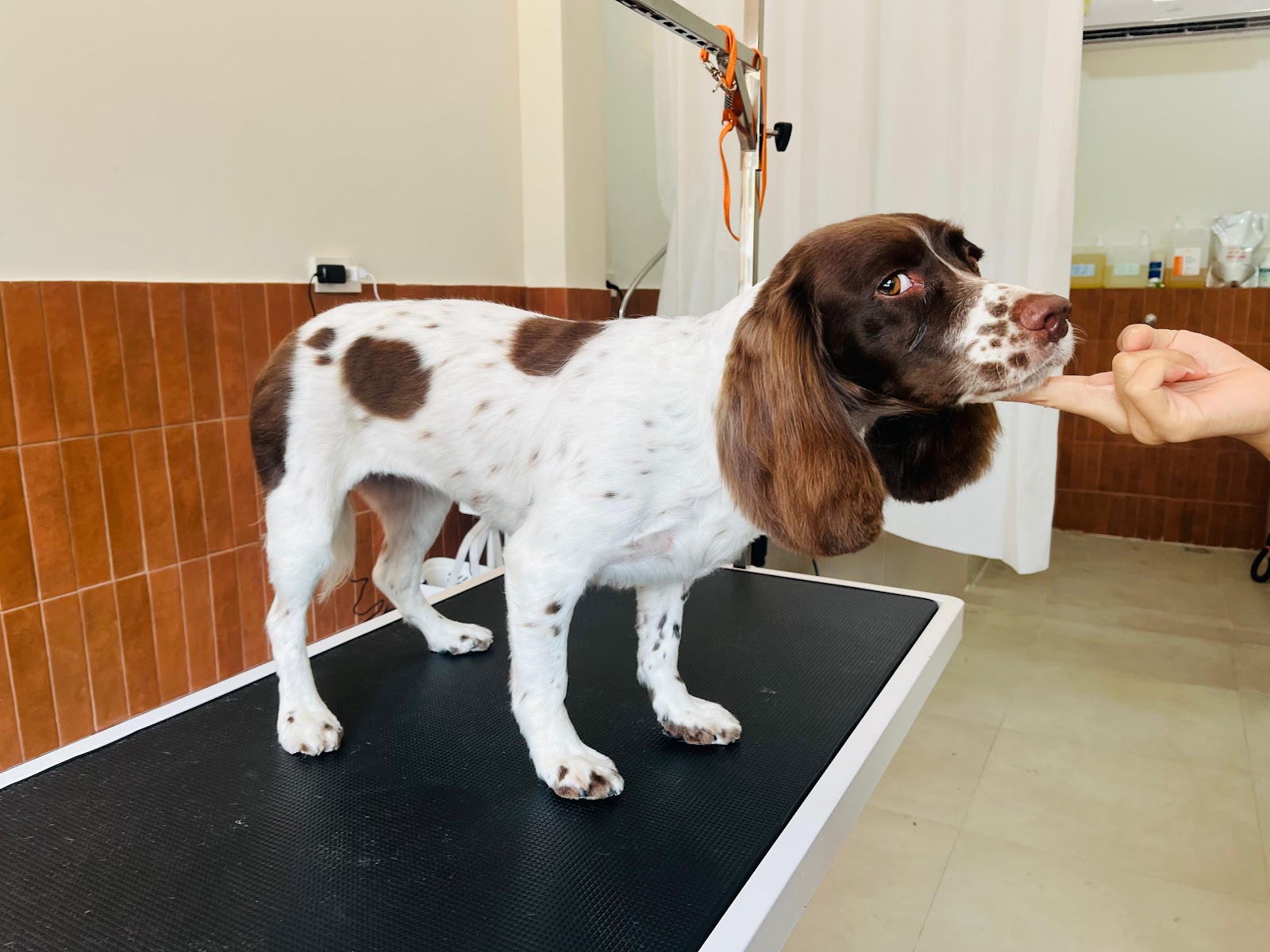 Pawzen Grooming & Spa