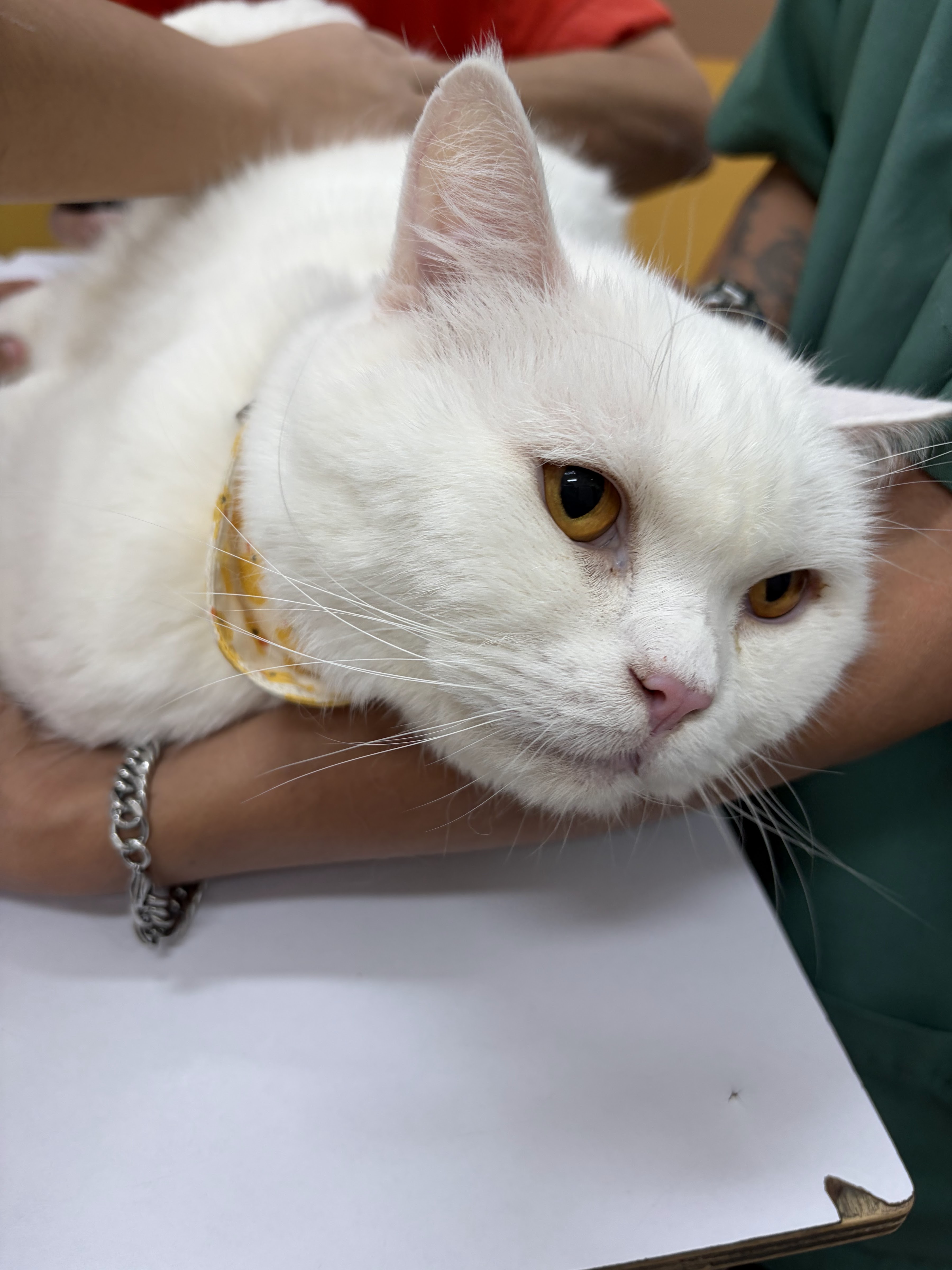 Peaceful Animal Hospital Soi Bangwaek 51