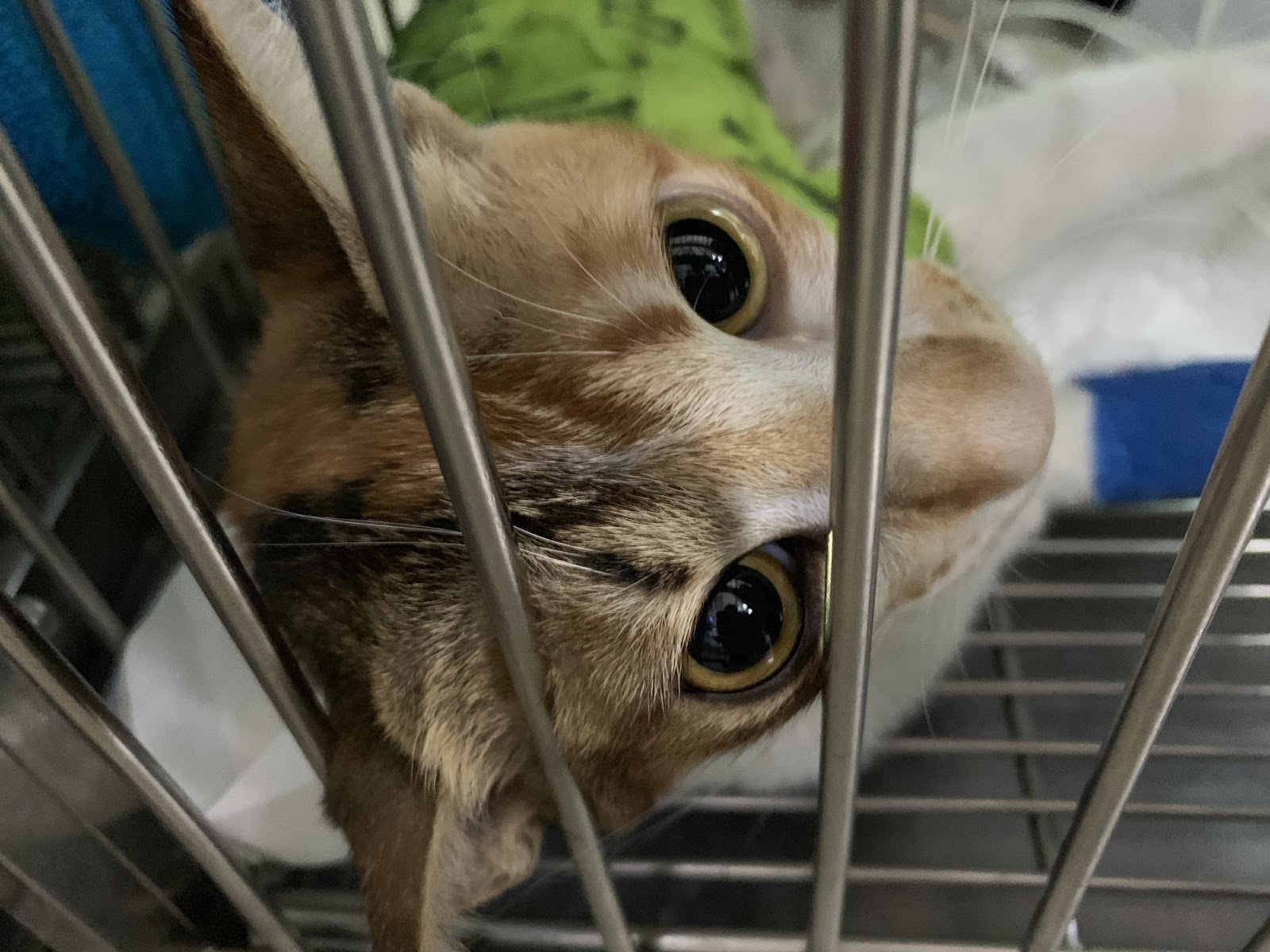 Pet Direct Hospital (Soi Thong lor 20)