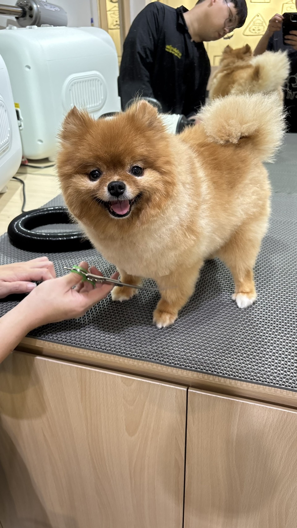Pet Grooma Care&Grooming