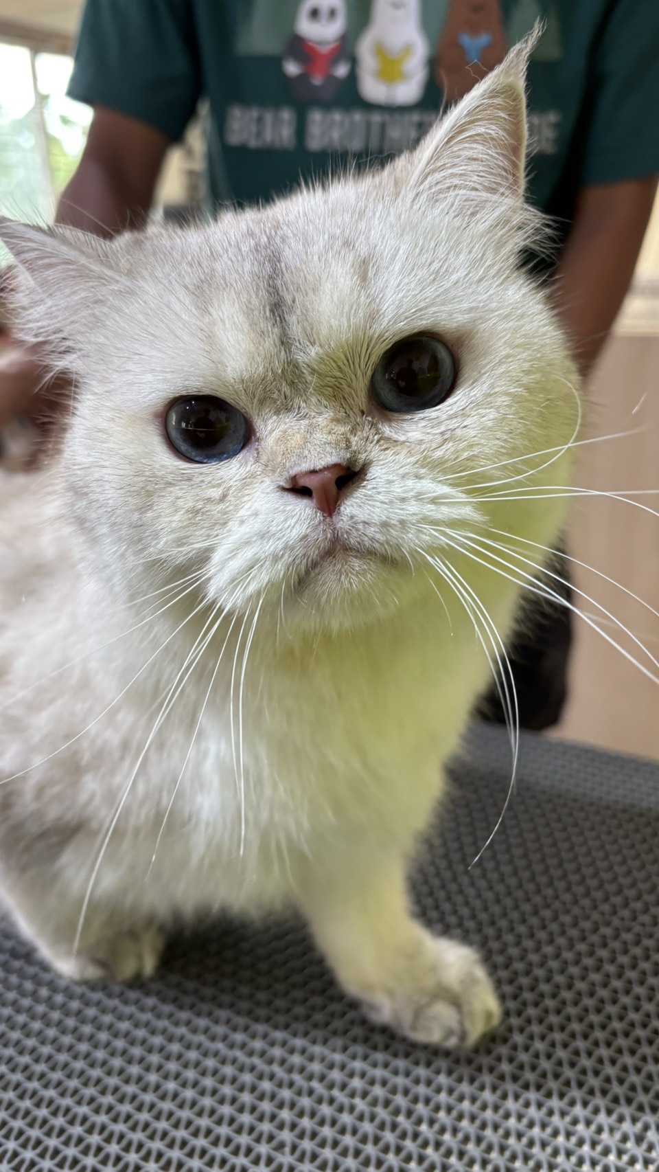 Pet Grooma Care&Grooming