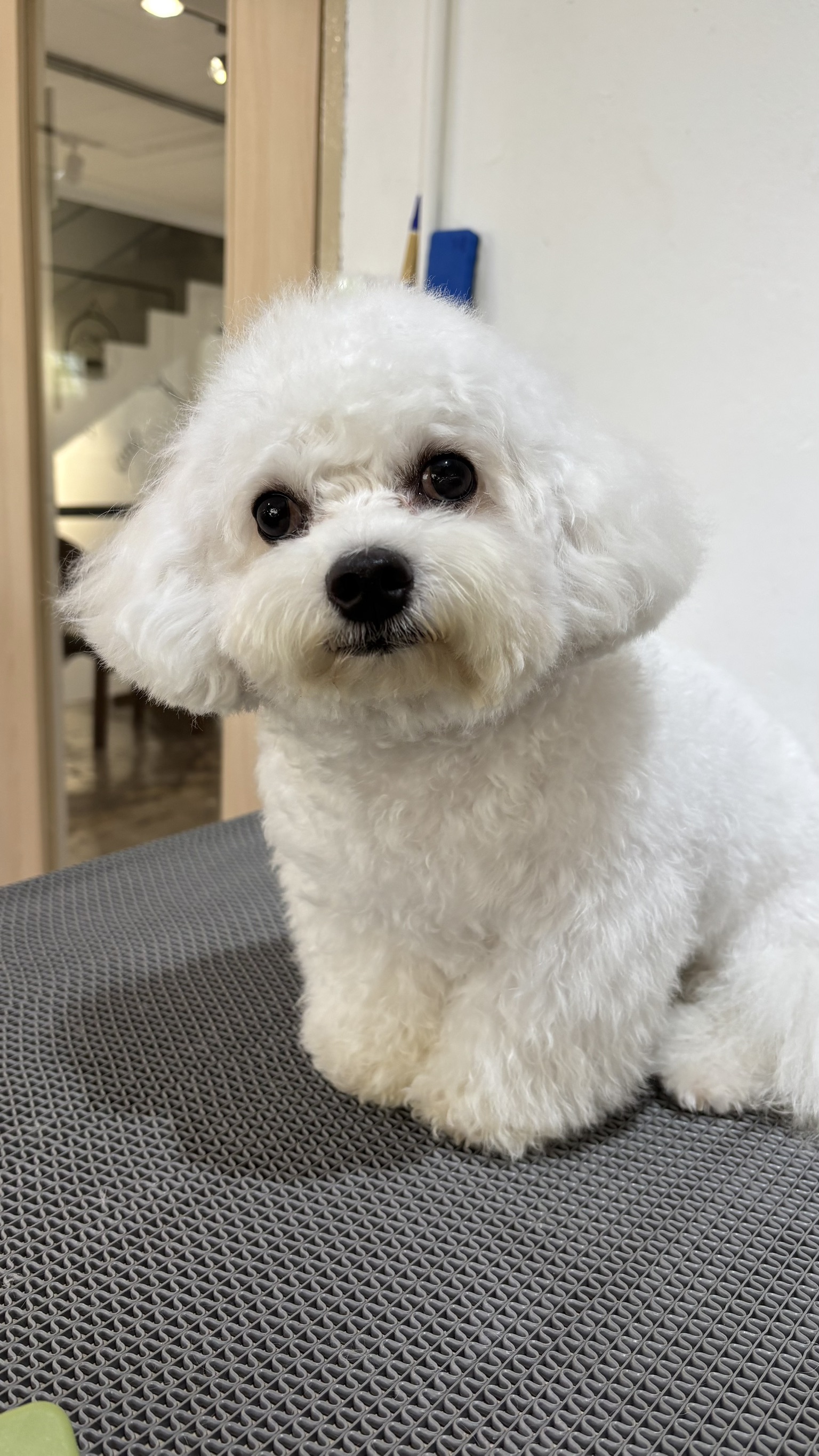 Pet Grooma Care&Grooming