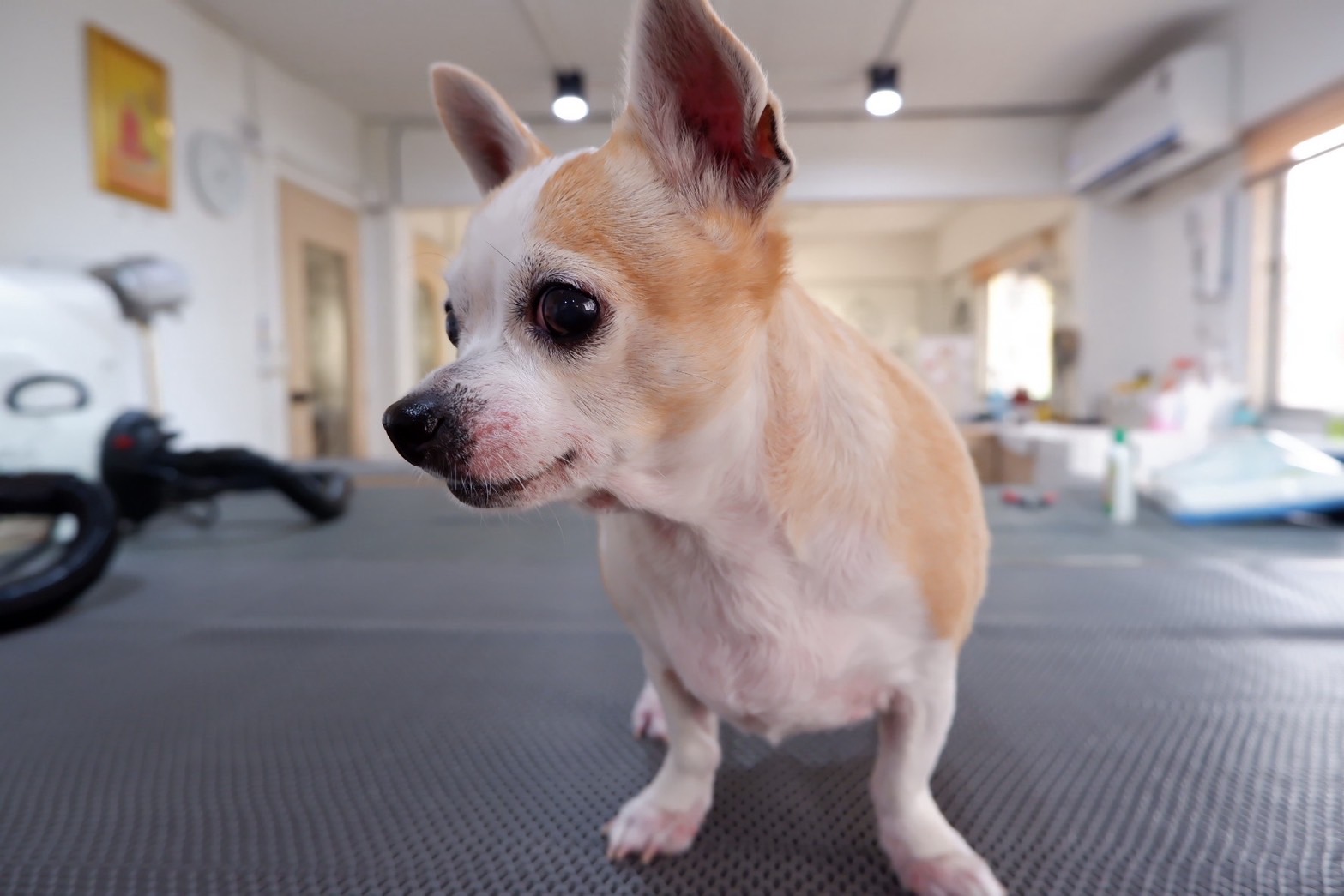 Pet Grooma Care&Grooming