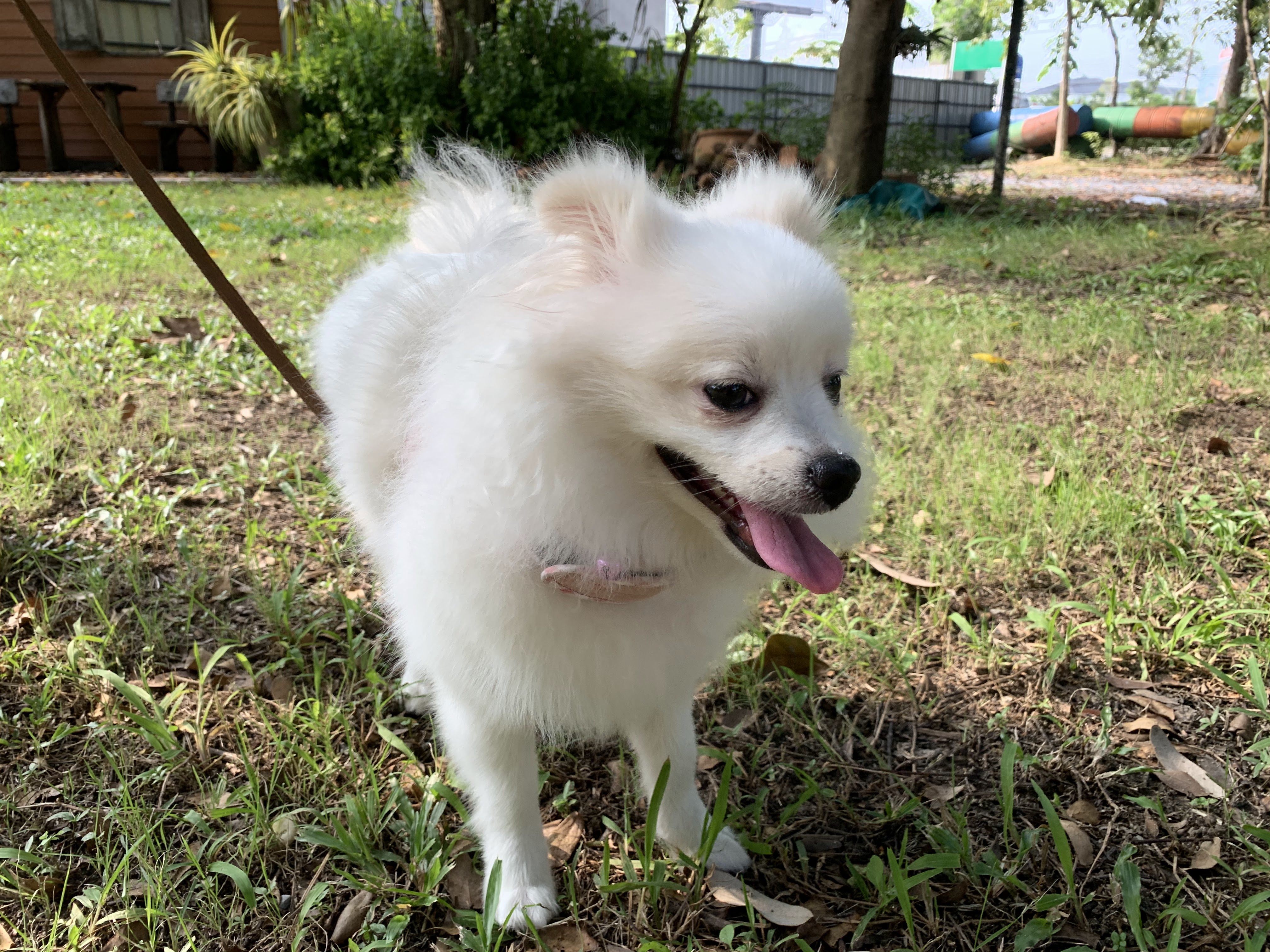 Pet Paradise Park