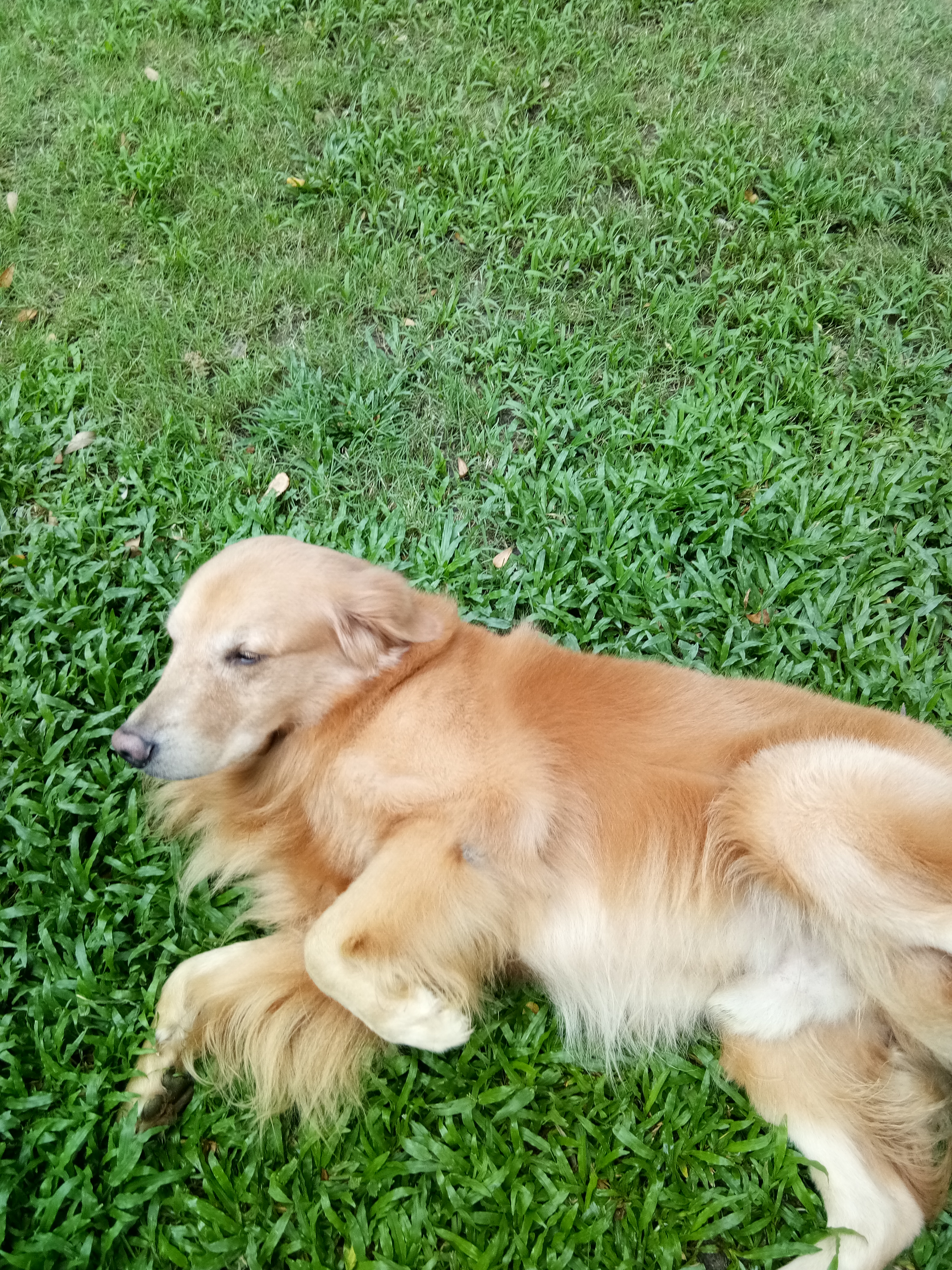 Pet Paradise Park