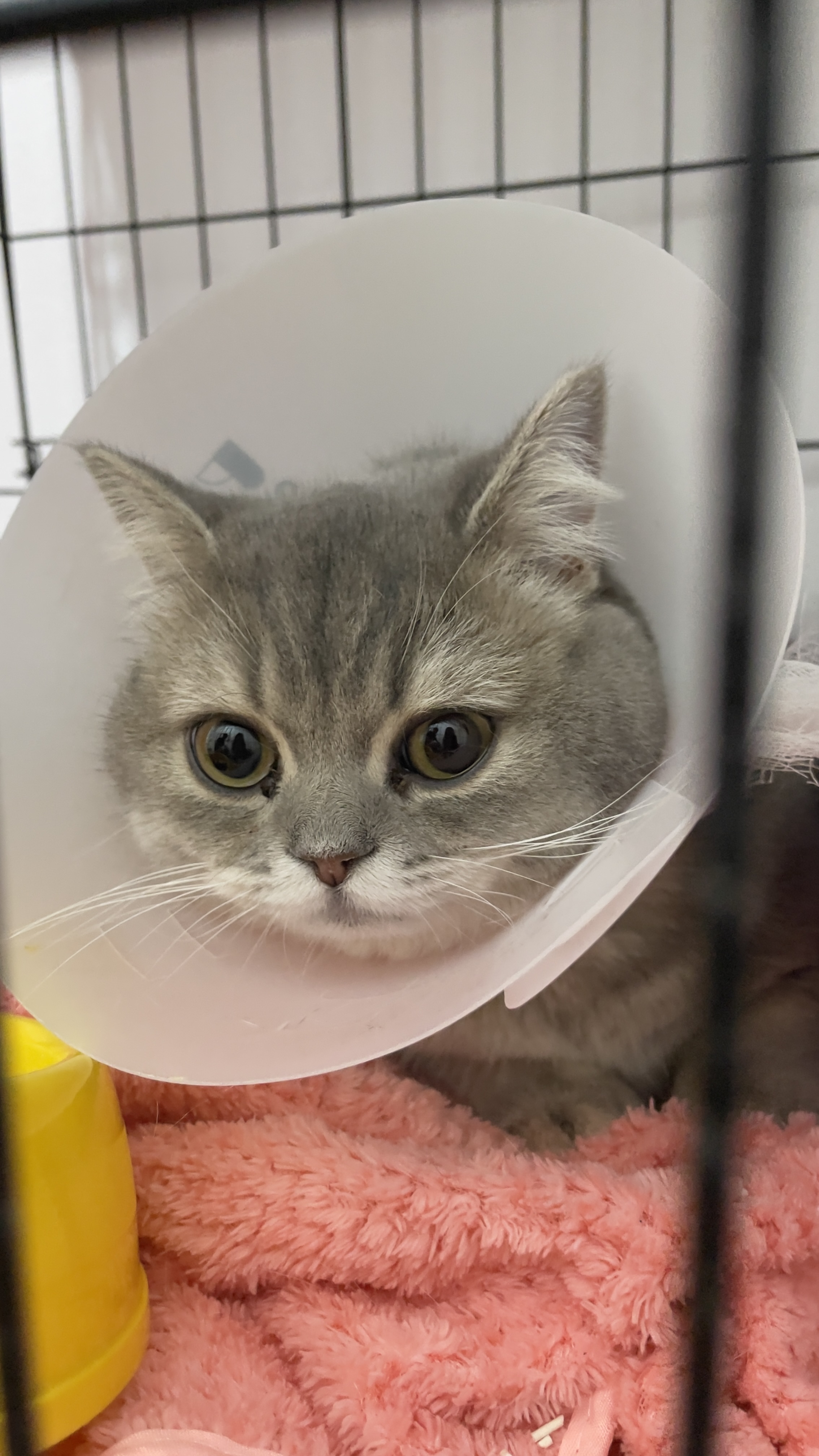 Pet Partner Animal Hospital