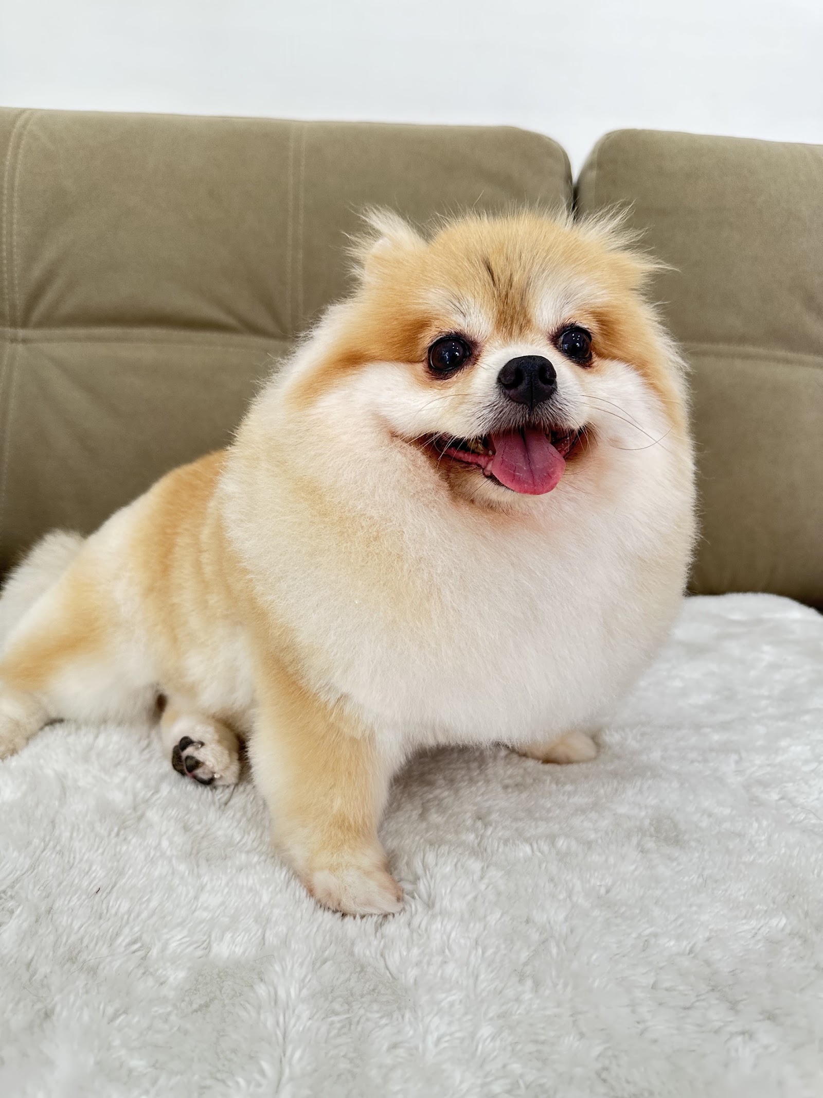 PET PELO Wutthakat