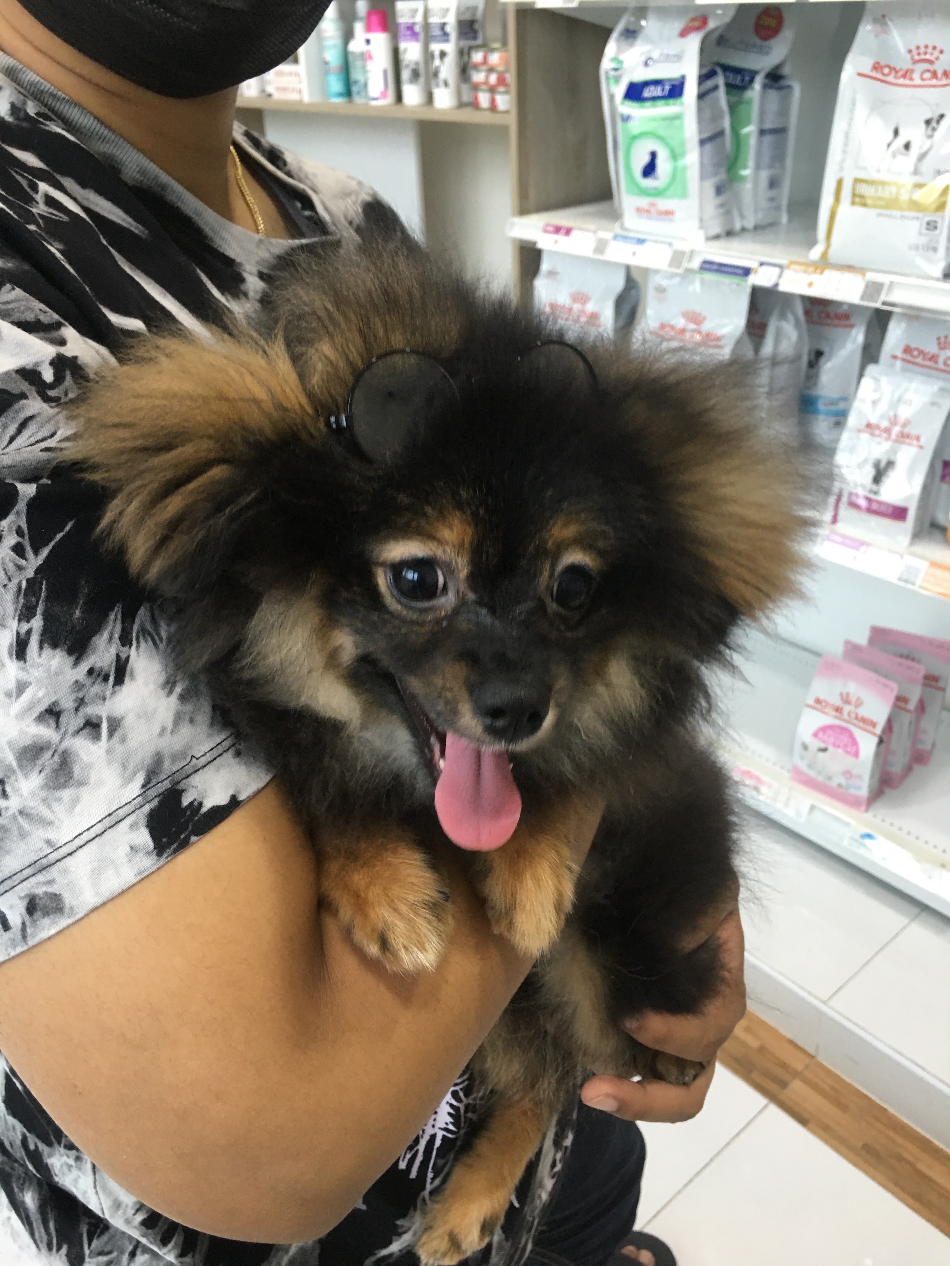 PET PERFECT CLINIC