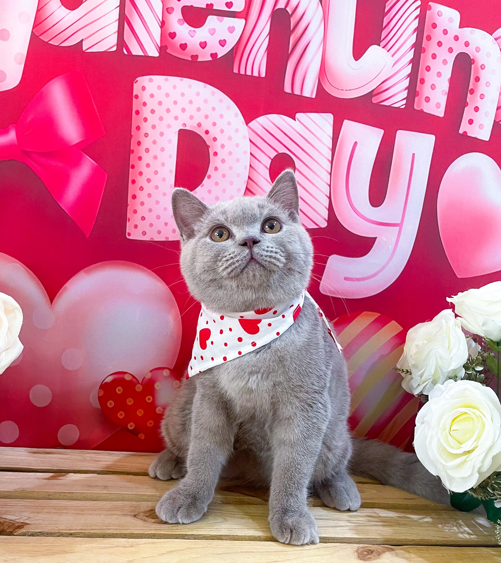 Pet Relax : Pet shop and Grooming (130/1)