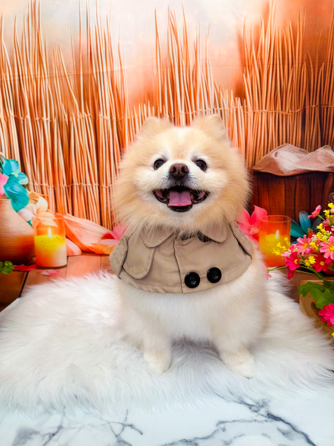 Pet Relax : Pet shop and Grooming (130/1)