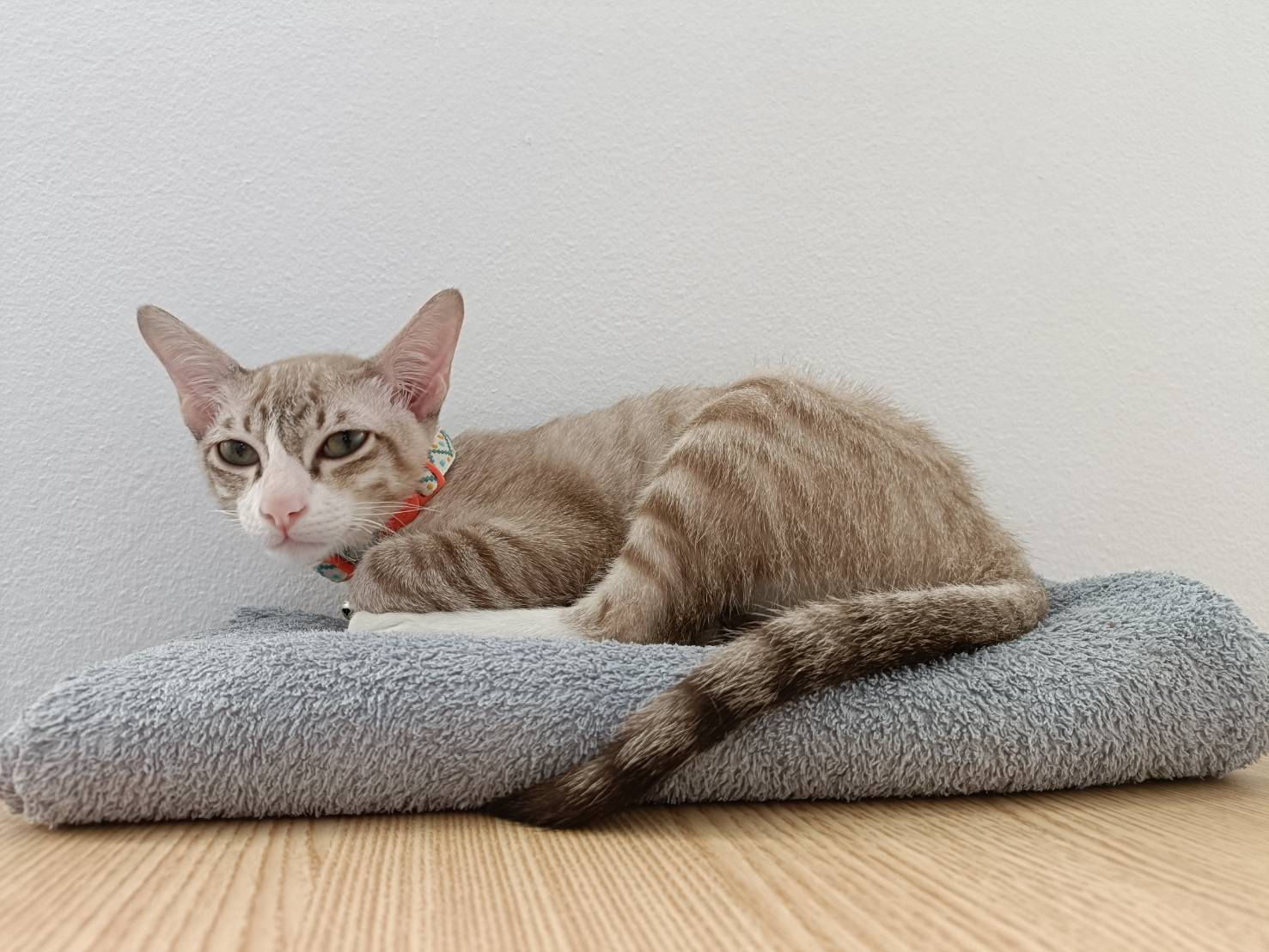 Pet Sonic Phatra Animal Hospital