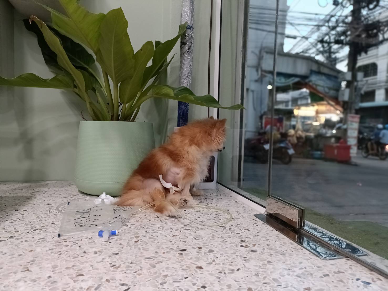 Pet Sonic Phatra Animal Hospital