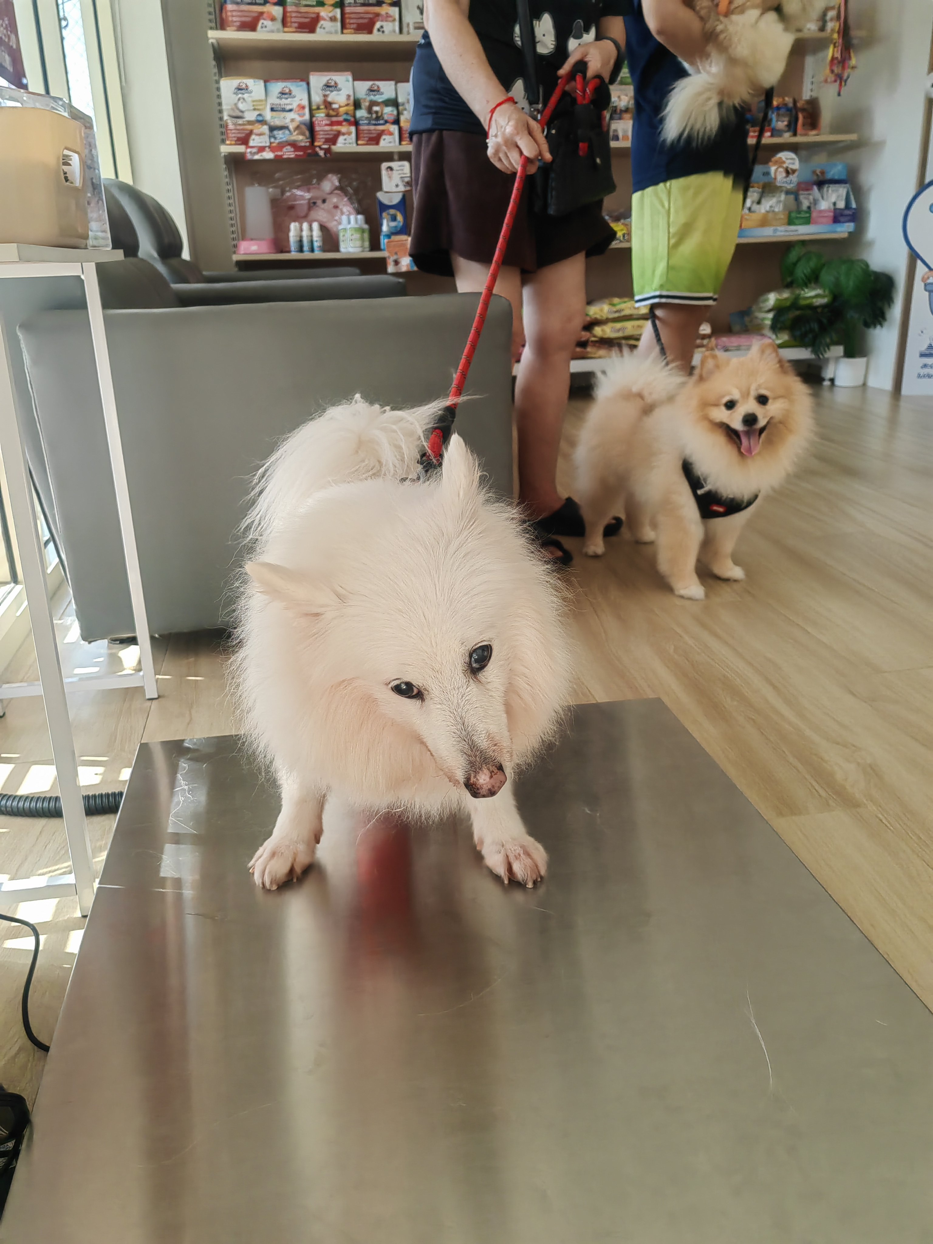 Pet Town Animal Hospital Ratchapruek branch