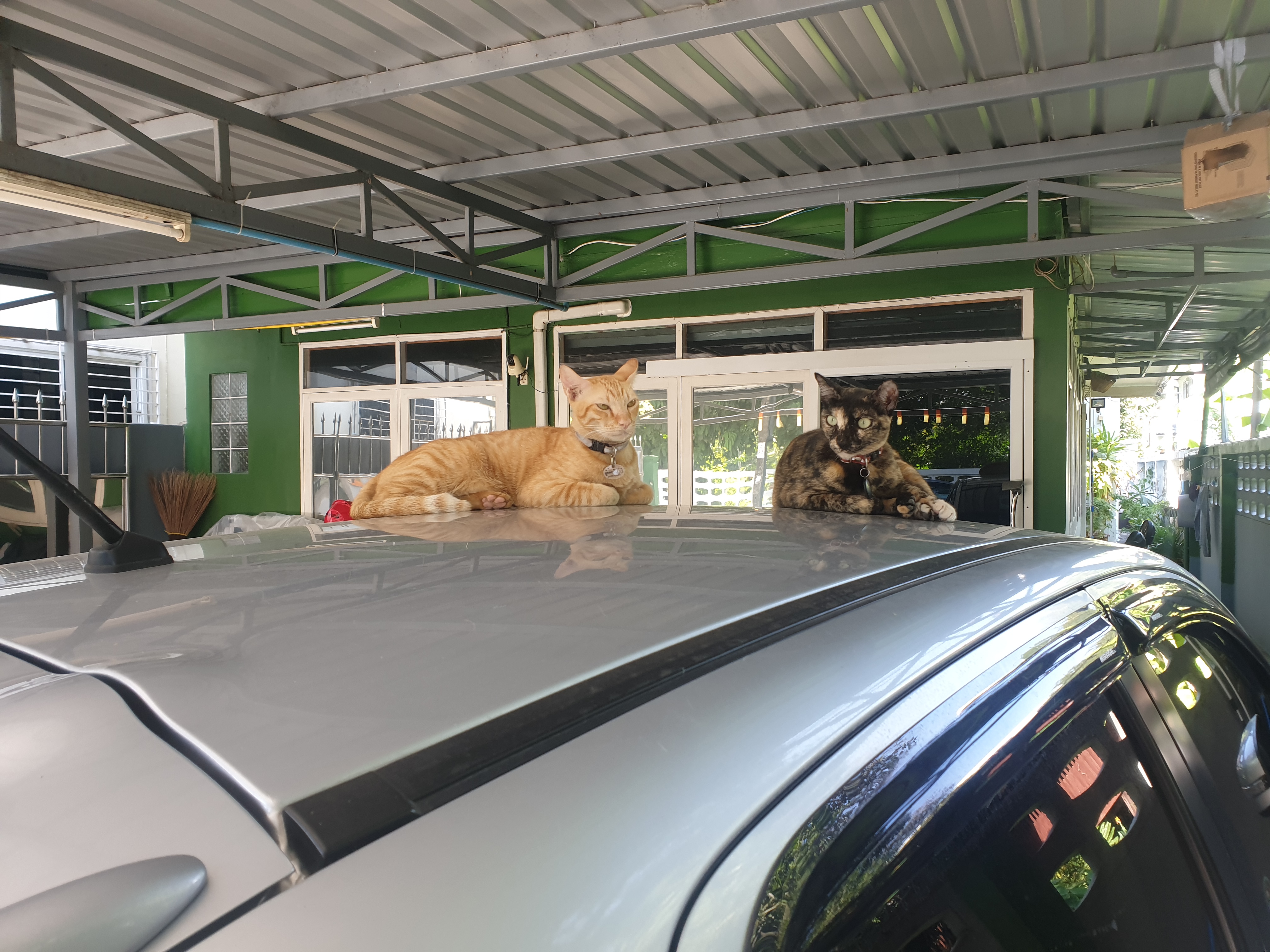 Pet's Angel Clinic By