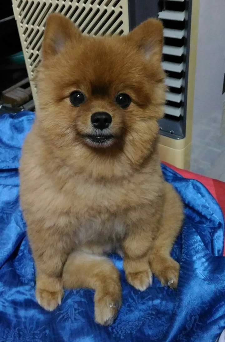 Peturday Grooming