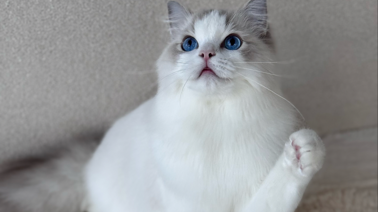 PingPingCatGrooming & Academy