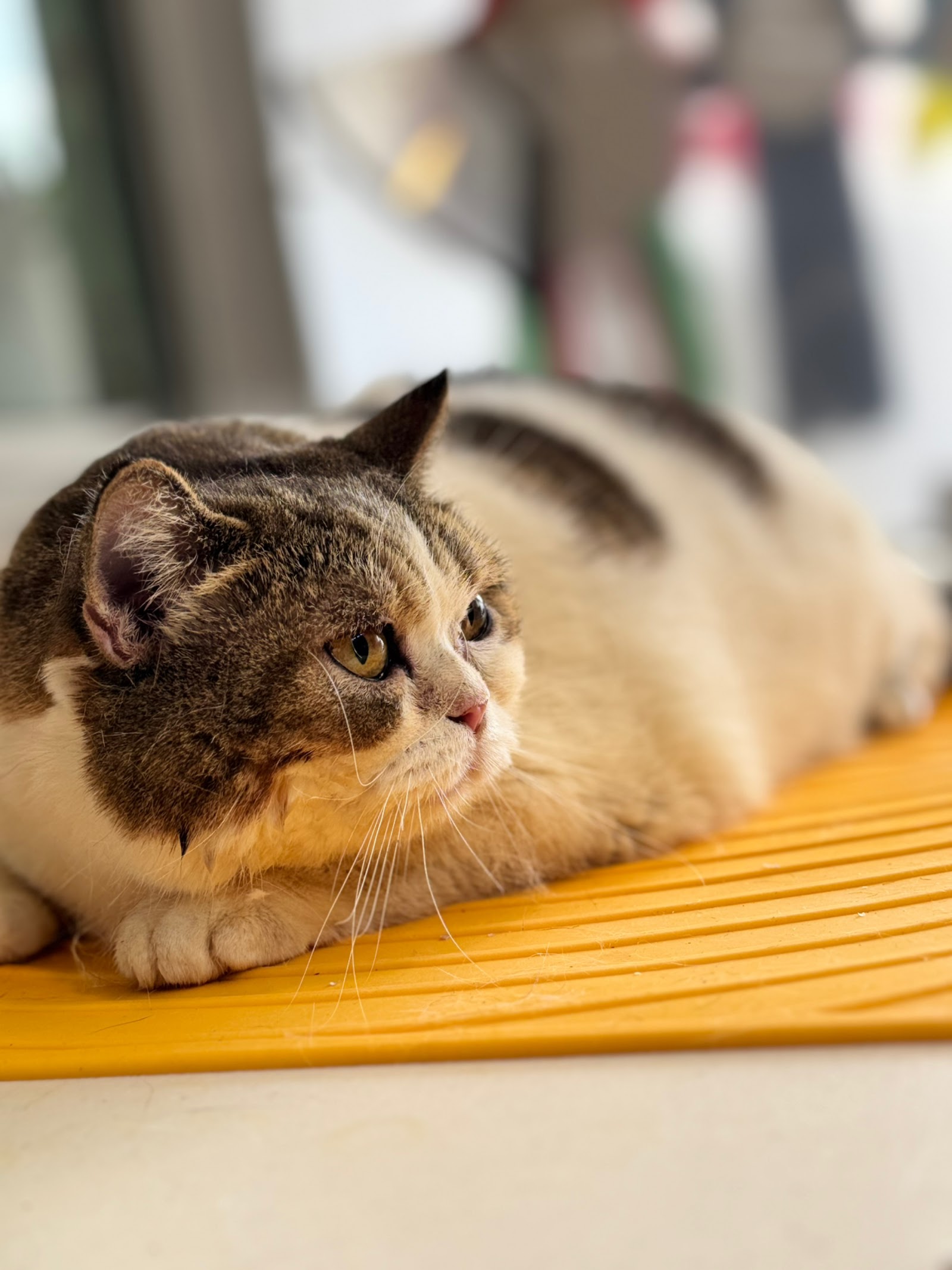 PingPingCatGrooming & Academy