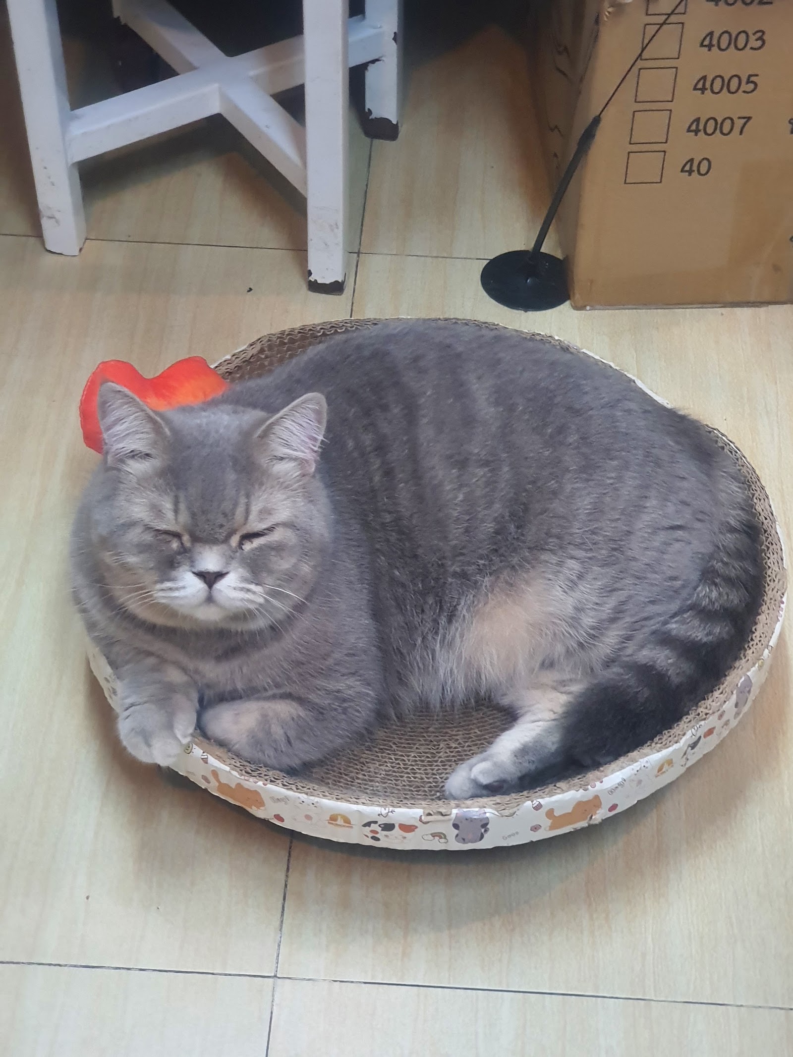 PINKPAW Petshop