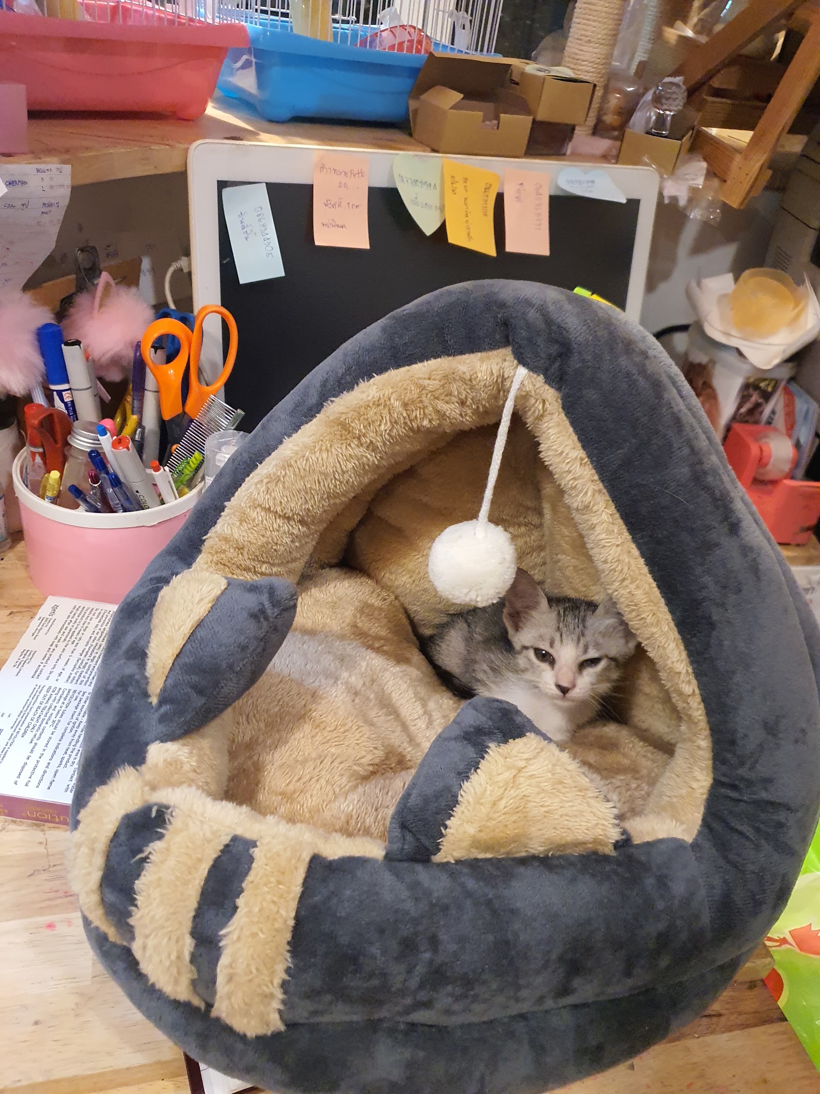 PINKPAW Petshop