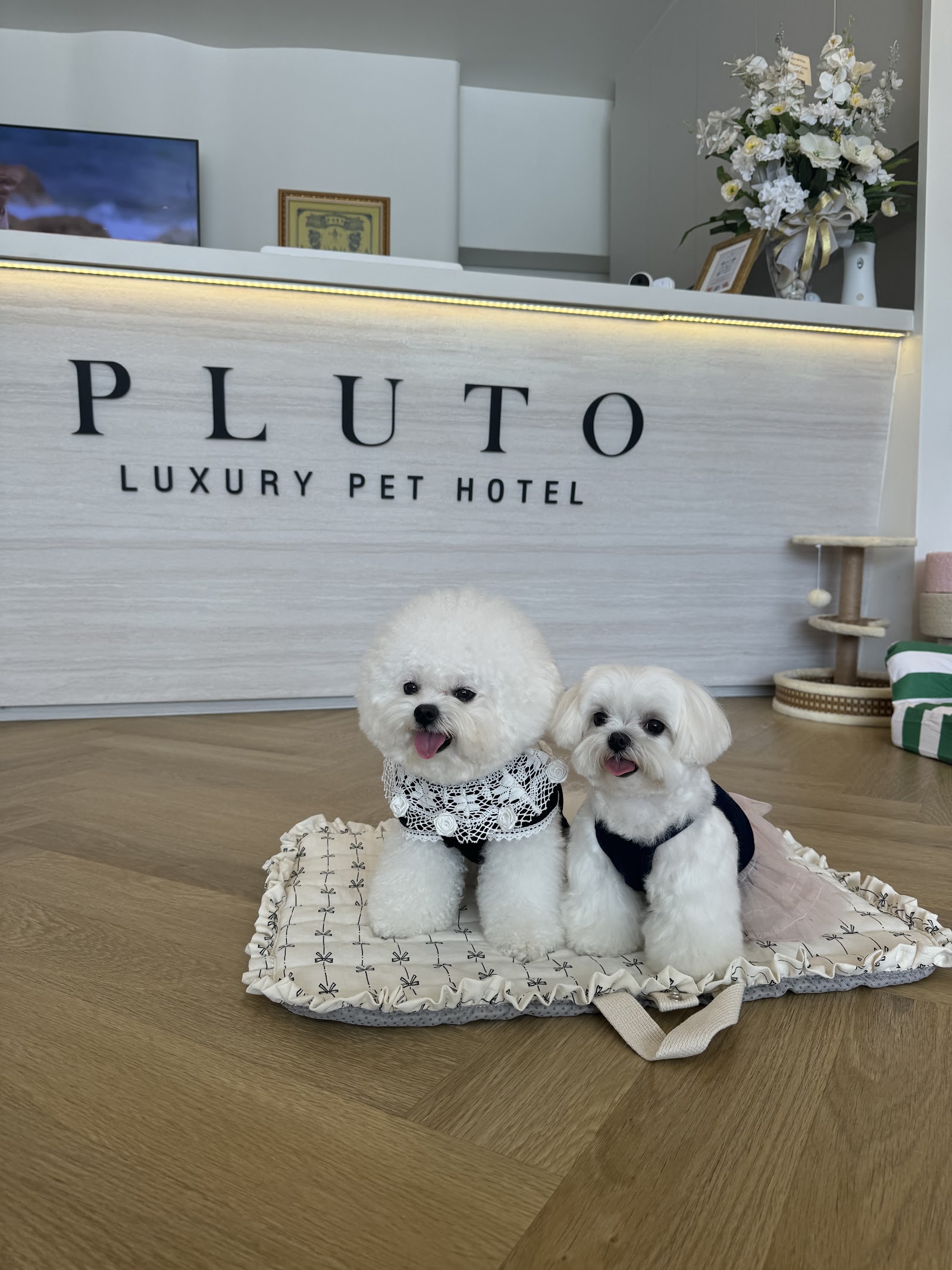 Pluto Luxury Pet Hotel