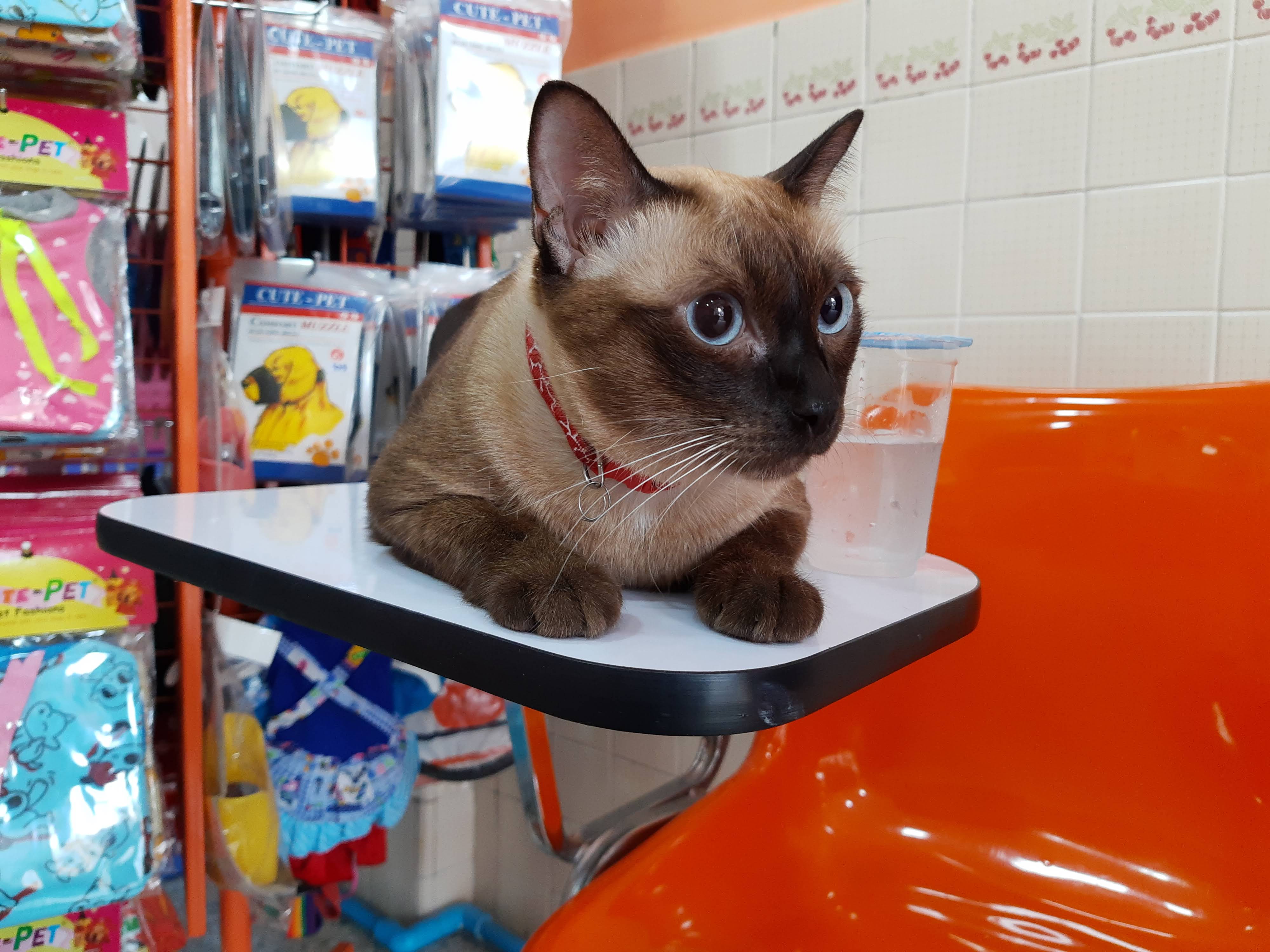 Por Jai Pet Clinic