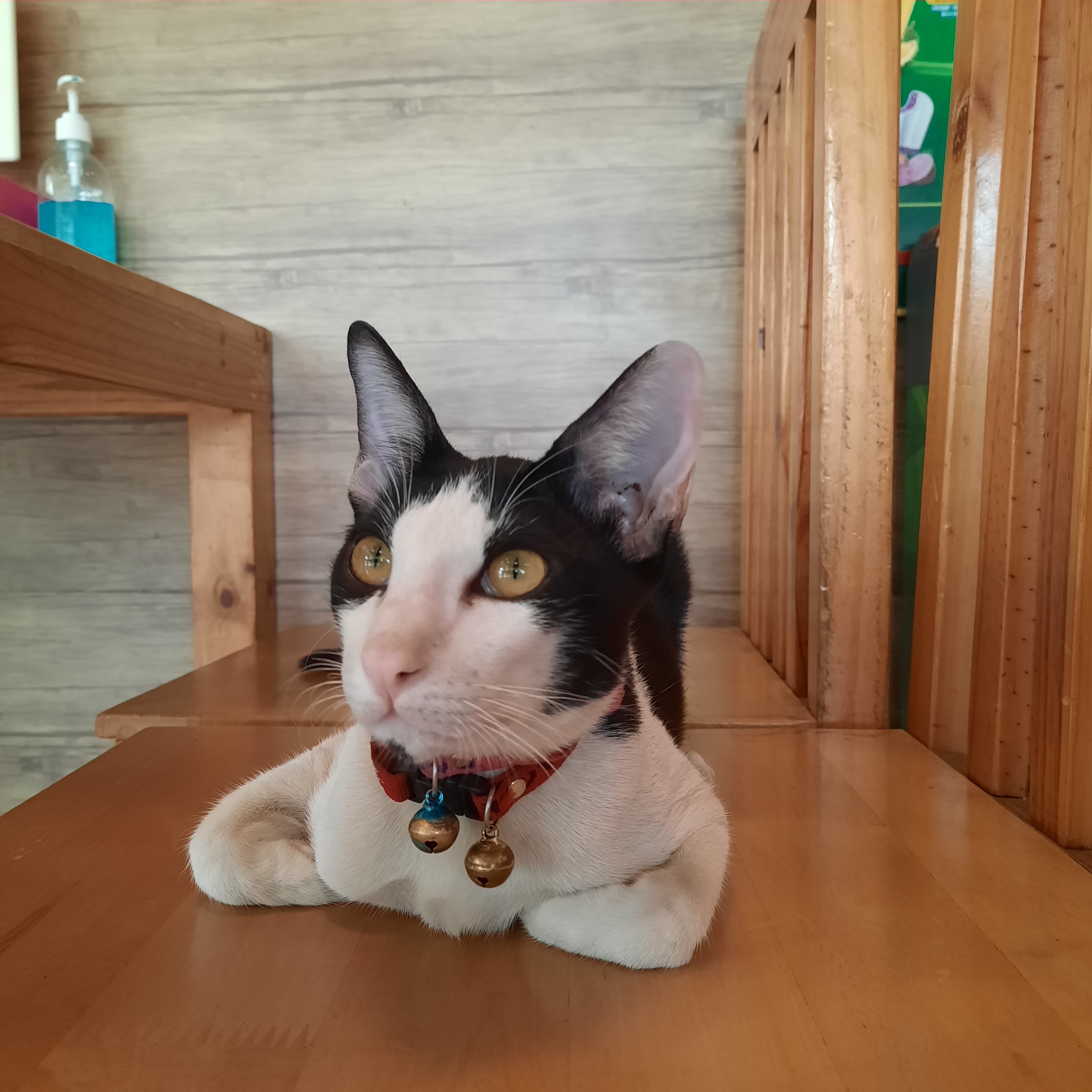 Prakanong Veterinarian Clinic
