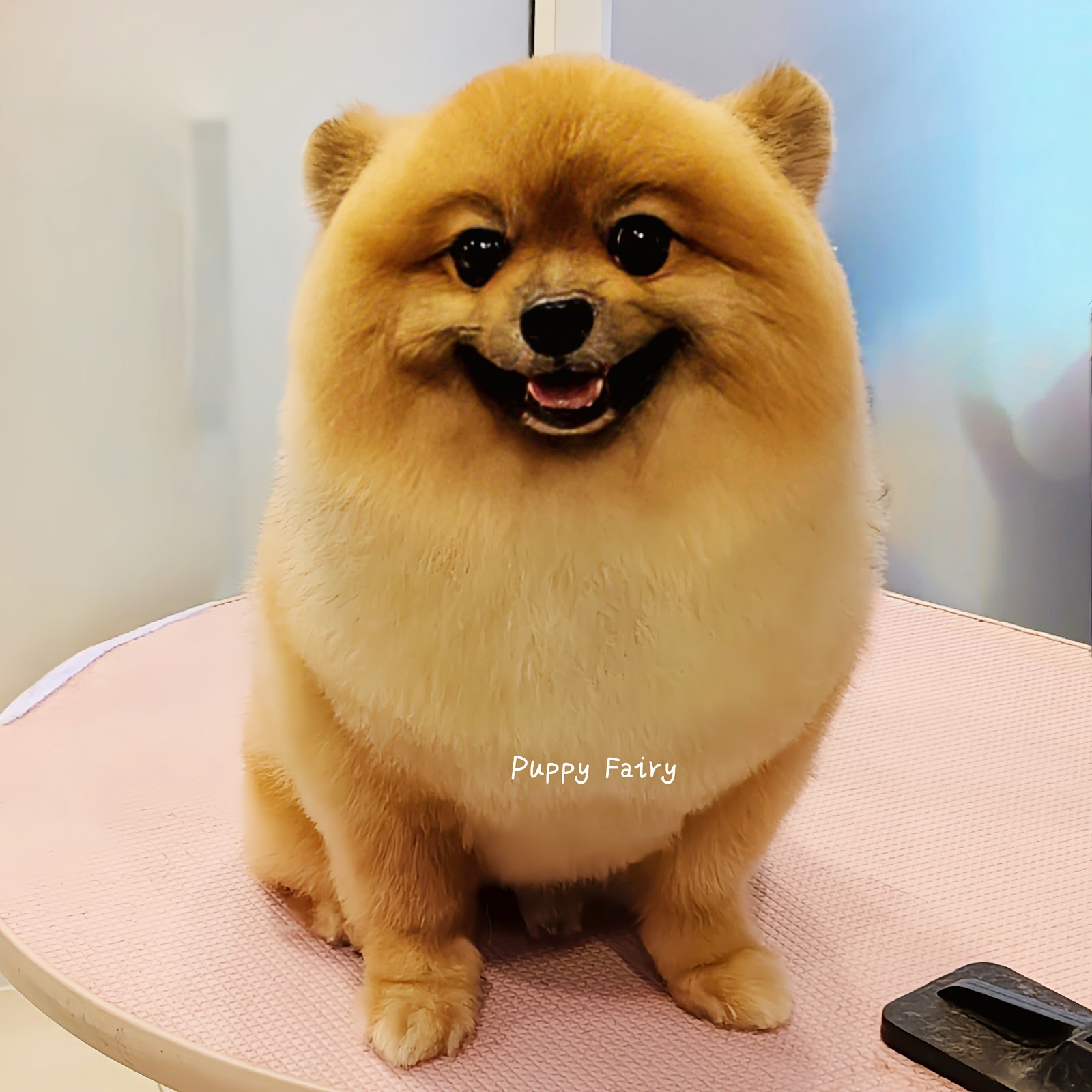 Puppy Fairy